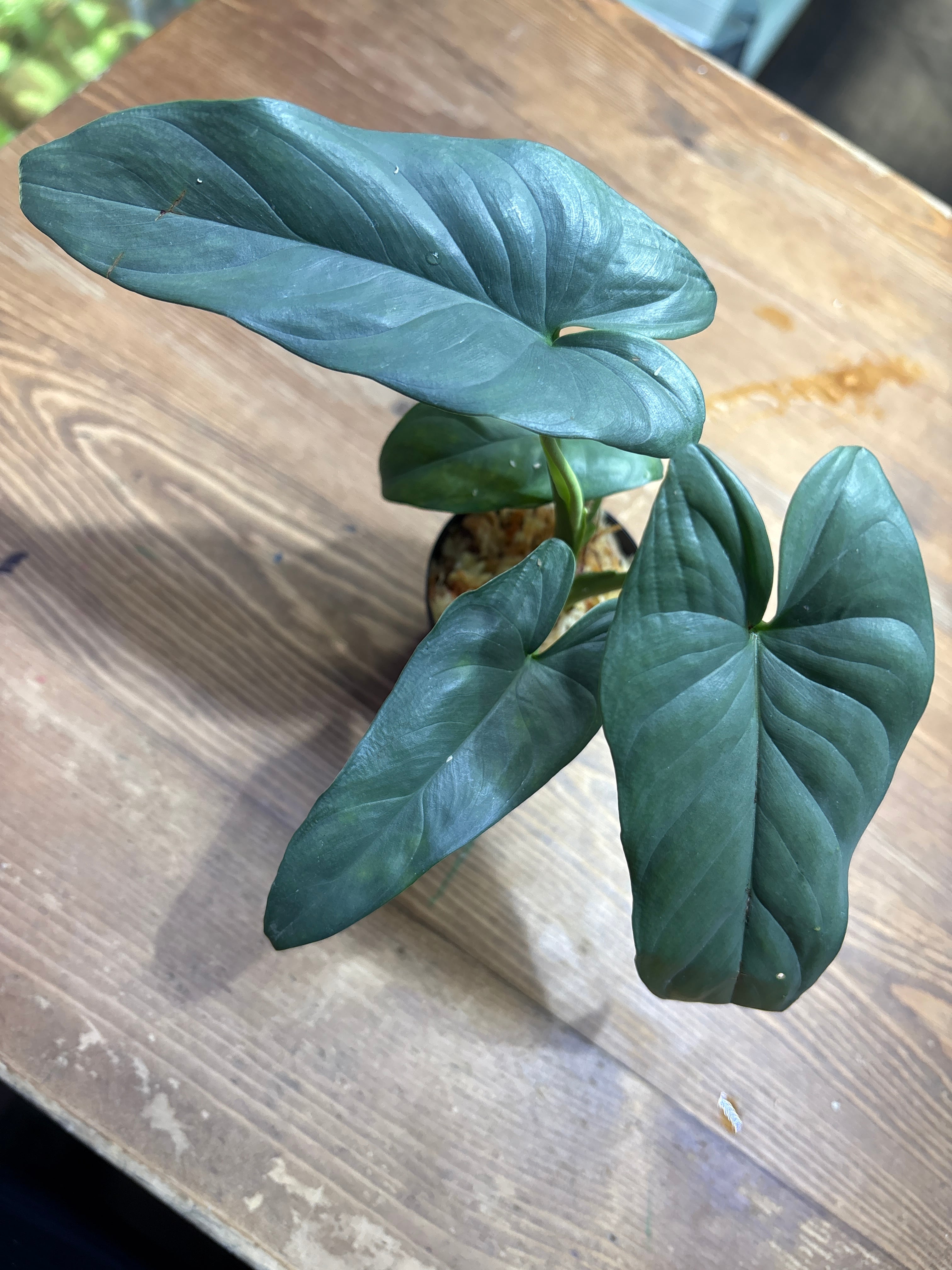 ホマロメナ | Plants Base