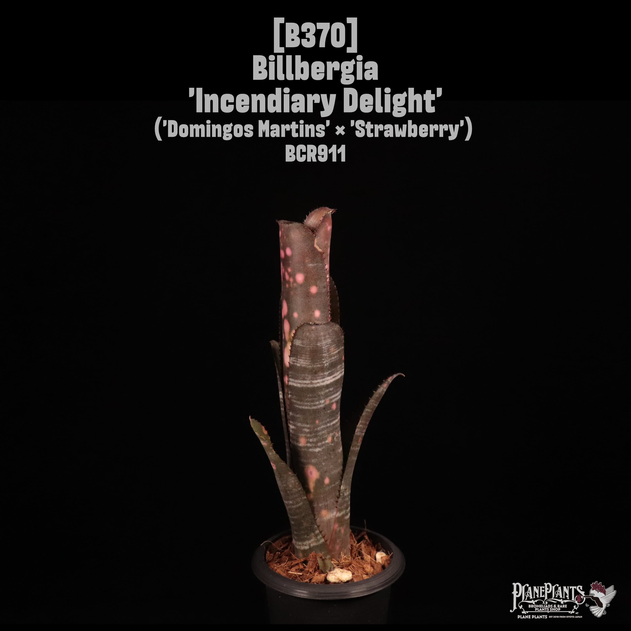 Billbergia 'Incendiary Delight'〔ビルベルギア〕B370