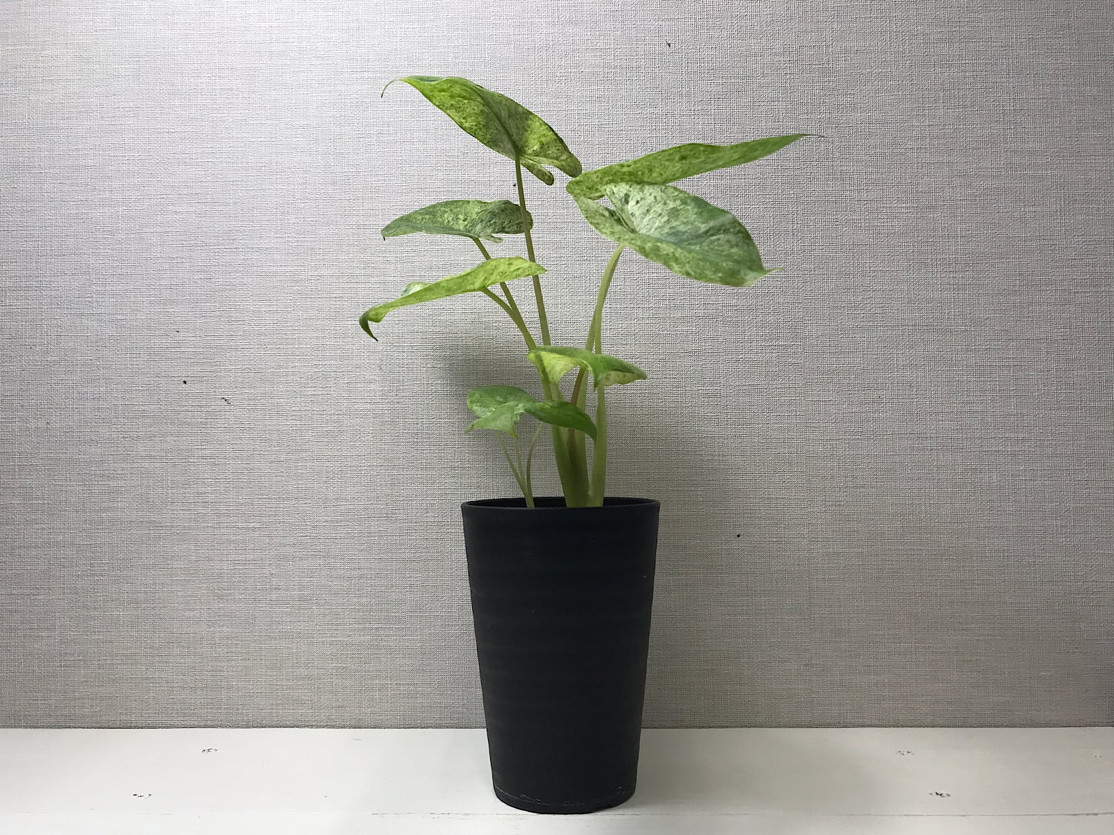 アロカシア オドラ バリエガータ バティック