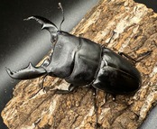 【WD】《スマトラオオヒラタ ベンクール産 内歯下がり93mm ペア》