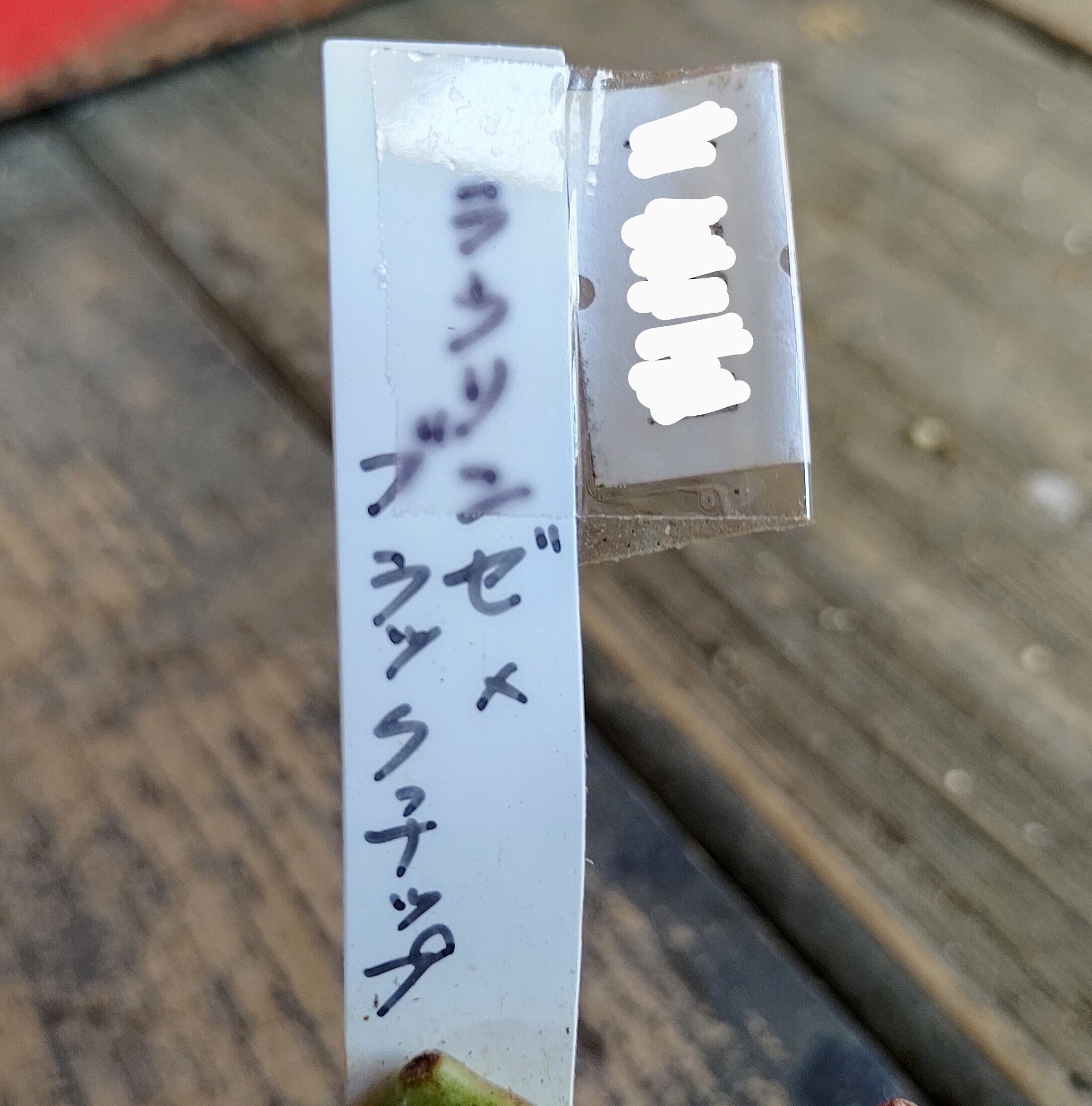 売却済み 多肉植物 リエール苗 ブラックチップ 【公式通販】