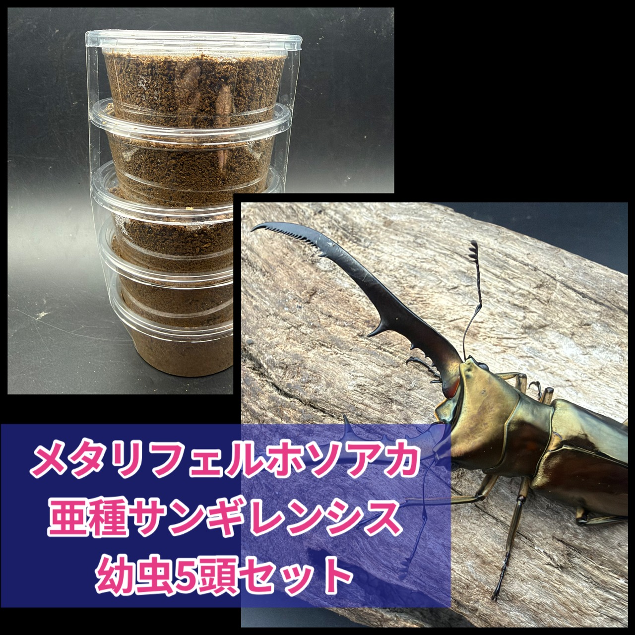 《メタリフェルホソアカ亜種サンギレンシス 幼虫5頭セット》