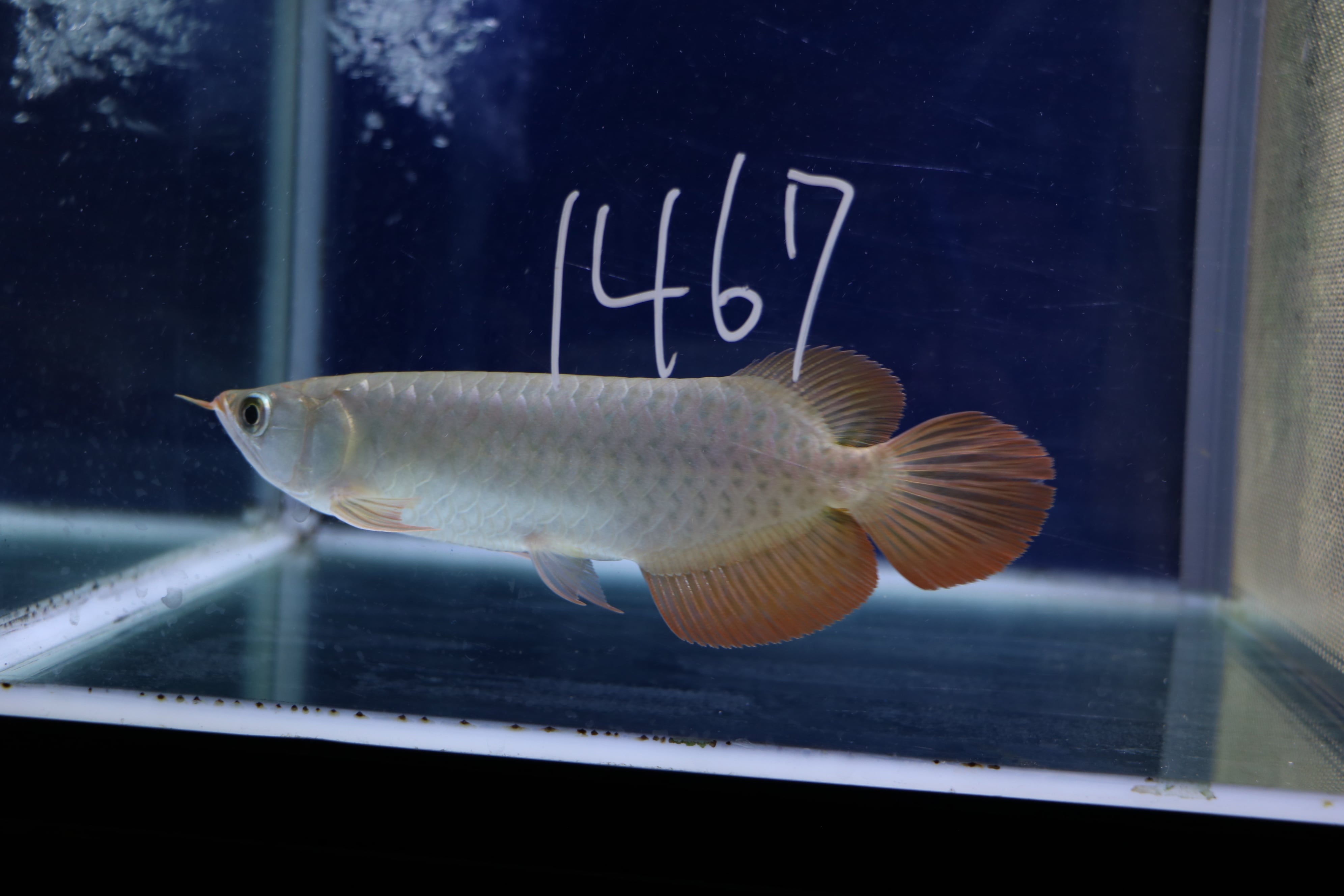 100,001円～ | アロワナ等の大型魚・熱帯魚のオンライン販売店