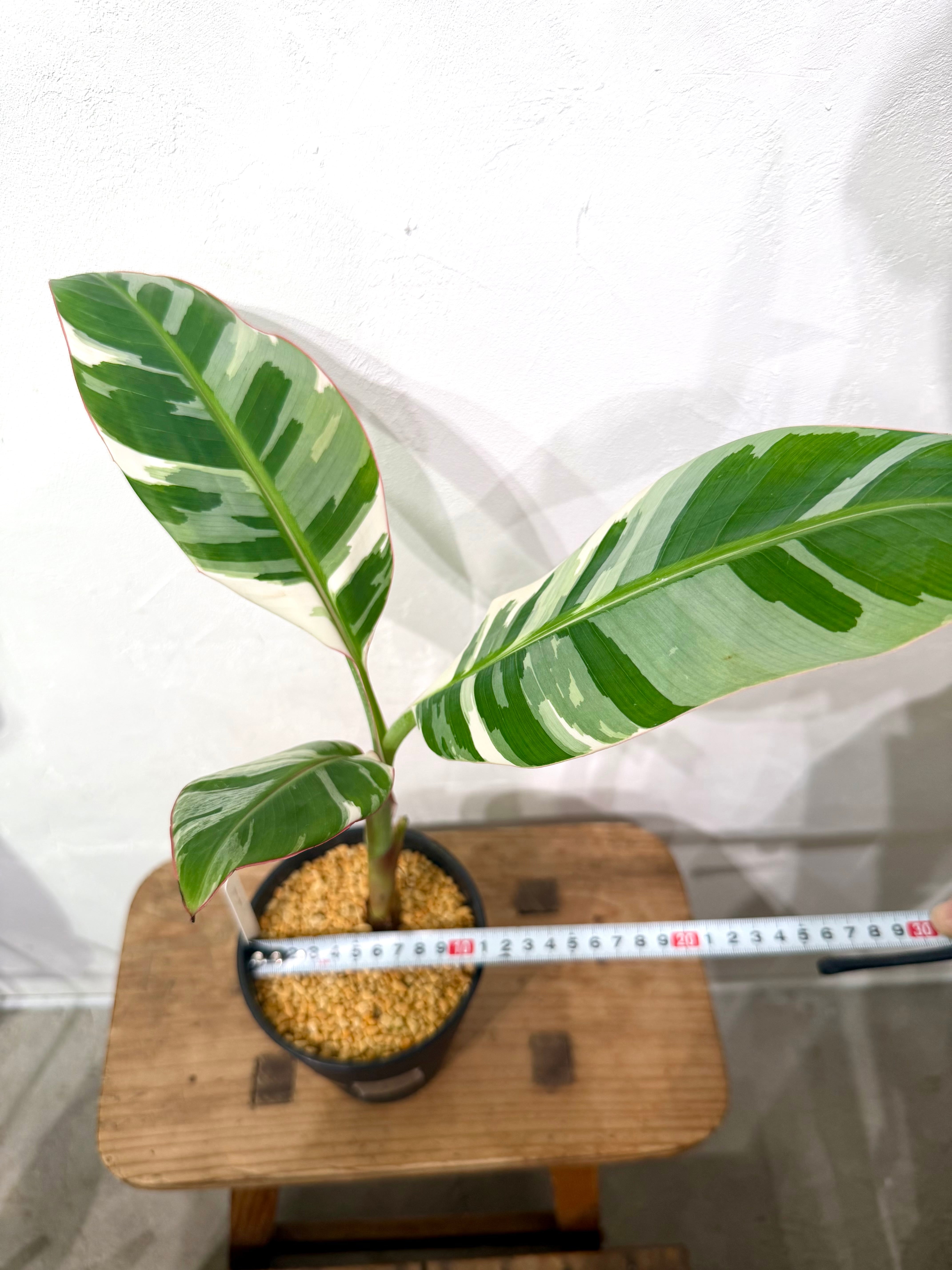 数量限定【超激レア植物B】斑入りのバナナムサアエアエ（ほとんど世に