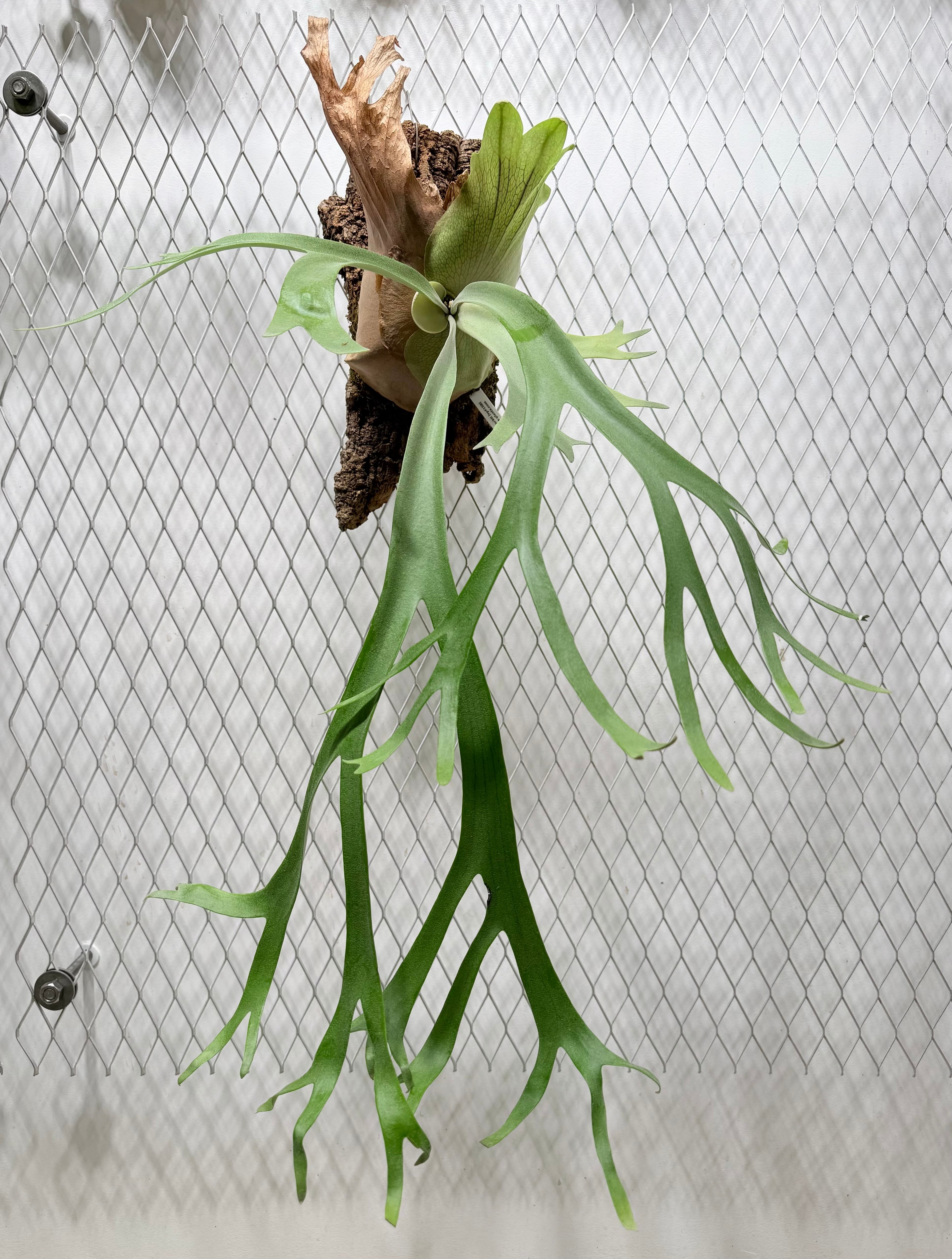 a) P. coronarium 'White' ビカクシダ コロナリウム 'ホワイト
