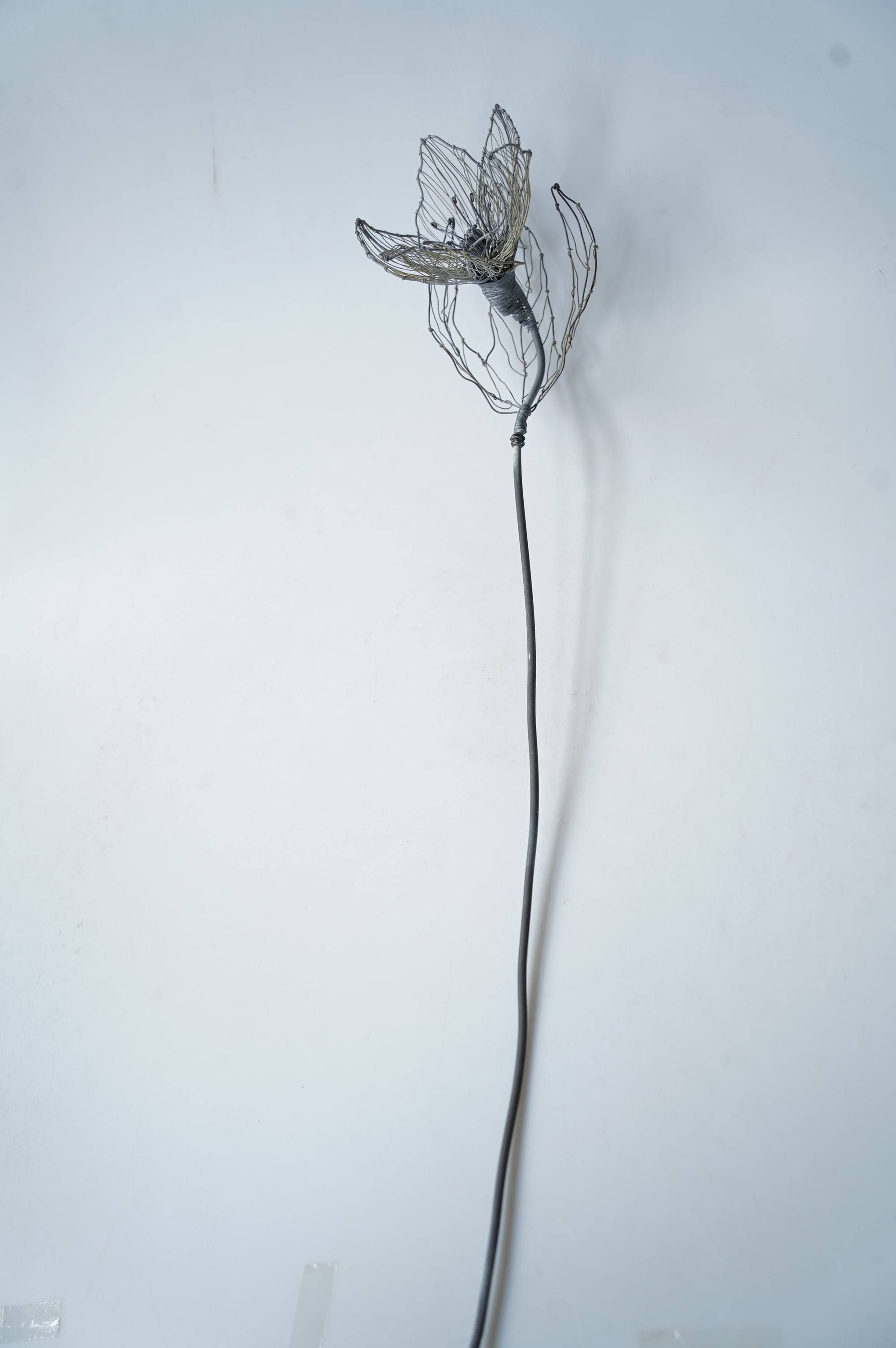 クリスマスローズ courircourir