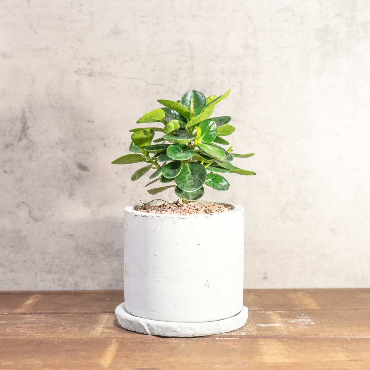 濃い緑の丸葉が密集する、生命力溢れるパンダガジュマル。根腐れを防ぐ独自配合の用土で仕立てた、健康な一鉢。長く愛でてほしい、確かな健康株をお届け。■虫発生抑制【全国一律送料850円】