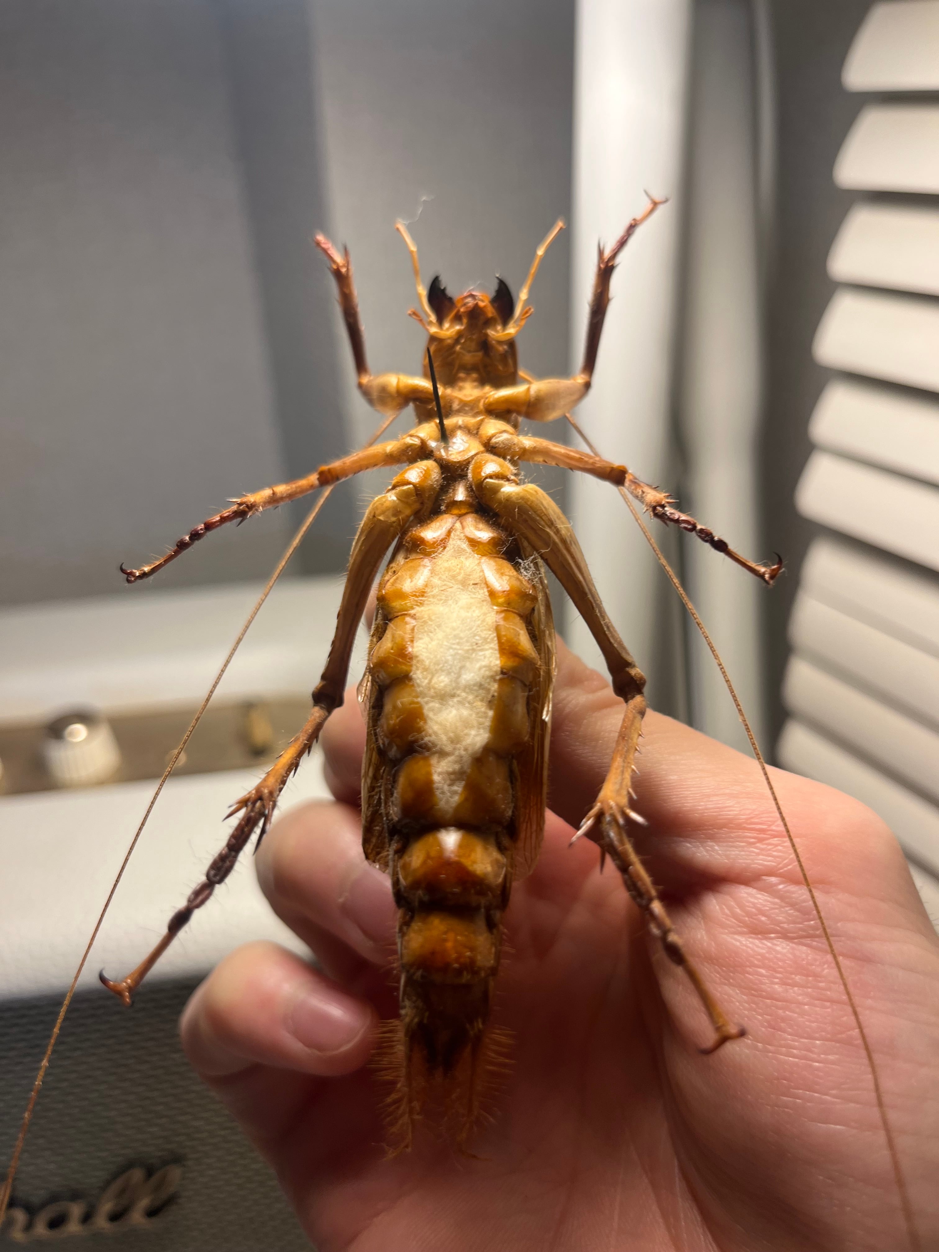 大人気種】リオック Sia ferox コロギス 昆虫標本デュビアタランチュラ