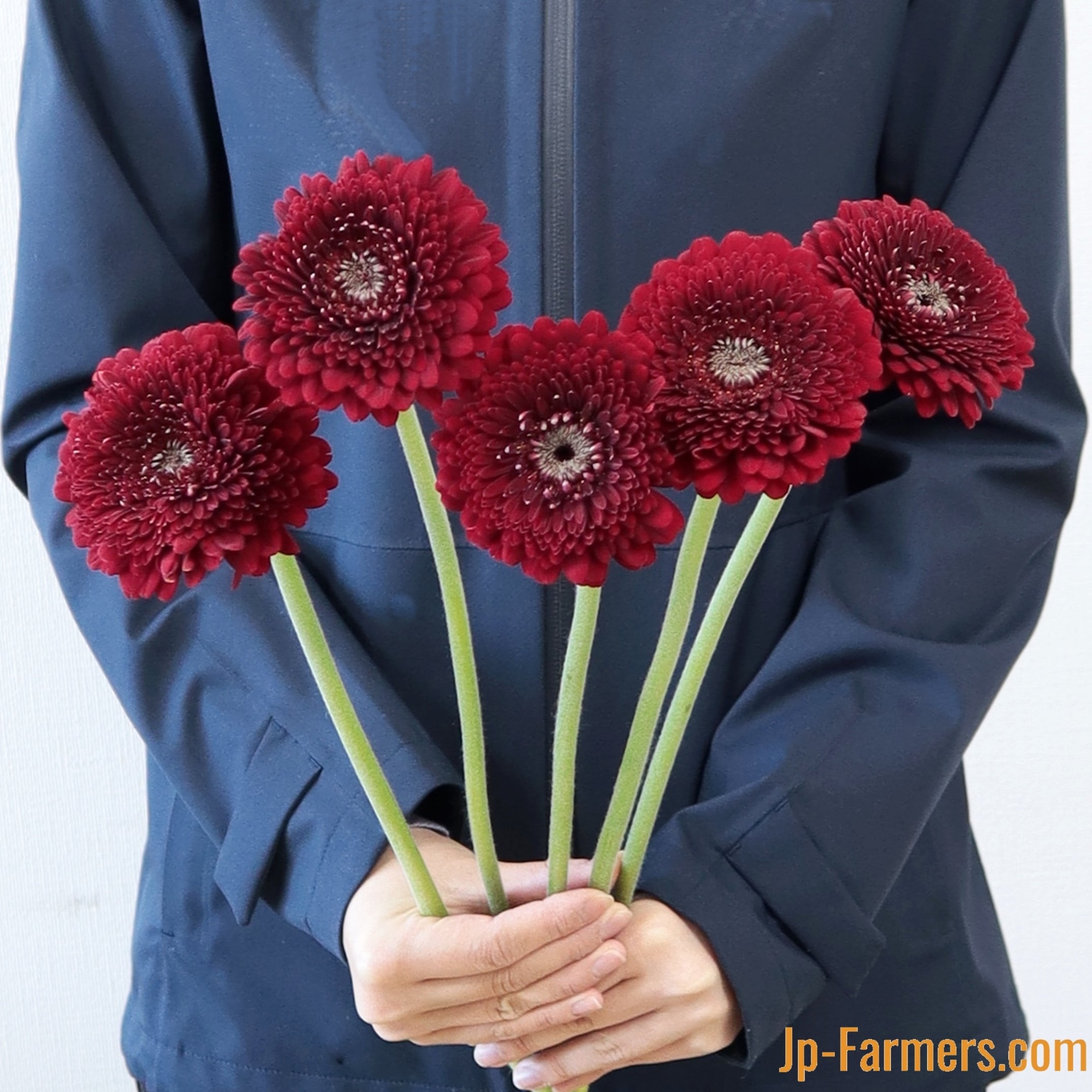 大人ガーベラの紹介 福岡県産ガーベラ ブラックパール10本 | 新鮮お花
