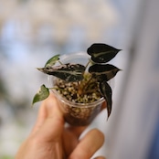 アロカシア バンビーノ ピンク/ Alocasia bambino Pink⑫│観葉植物