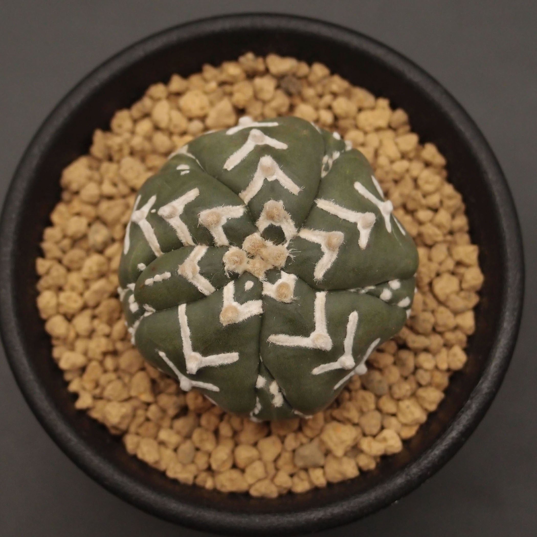 アストロフィツム属 | 万緑 BAN RYOKU