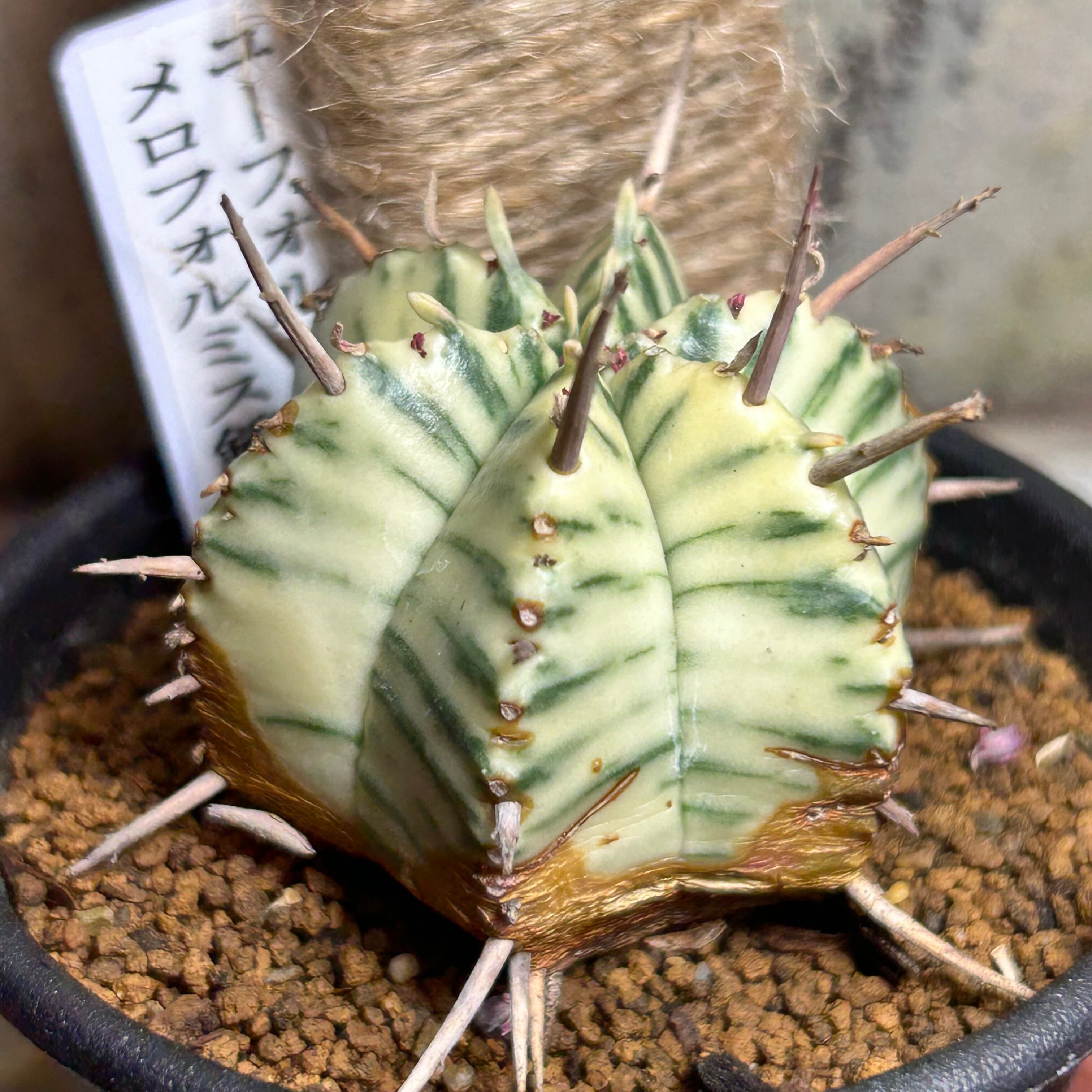 ユーフォルビア メロフォルミス錦(夏型) | RuPo 多肉植物専門店
