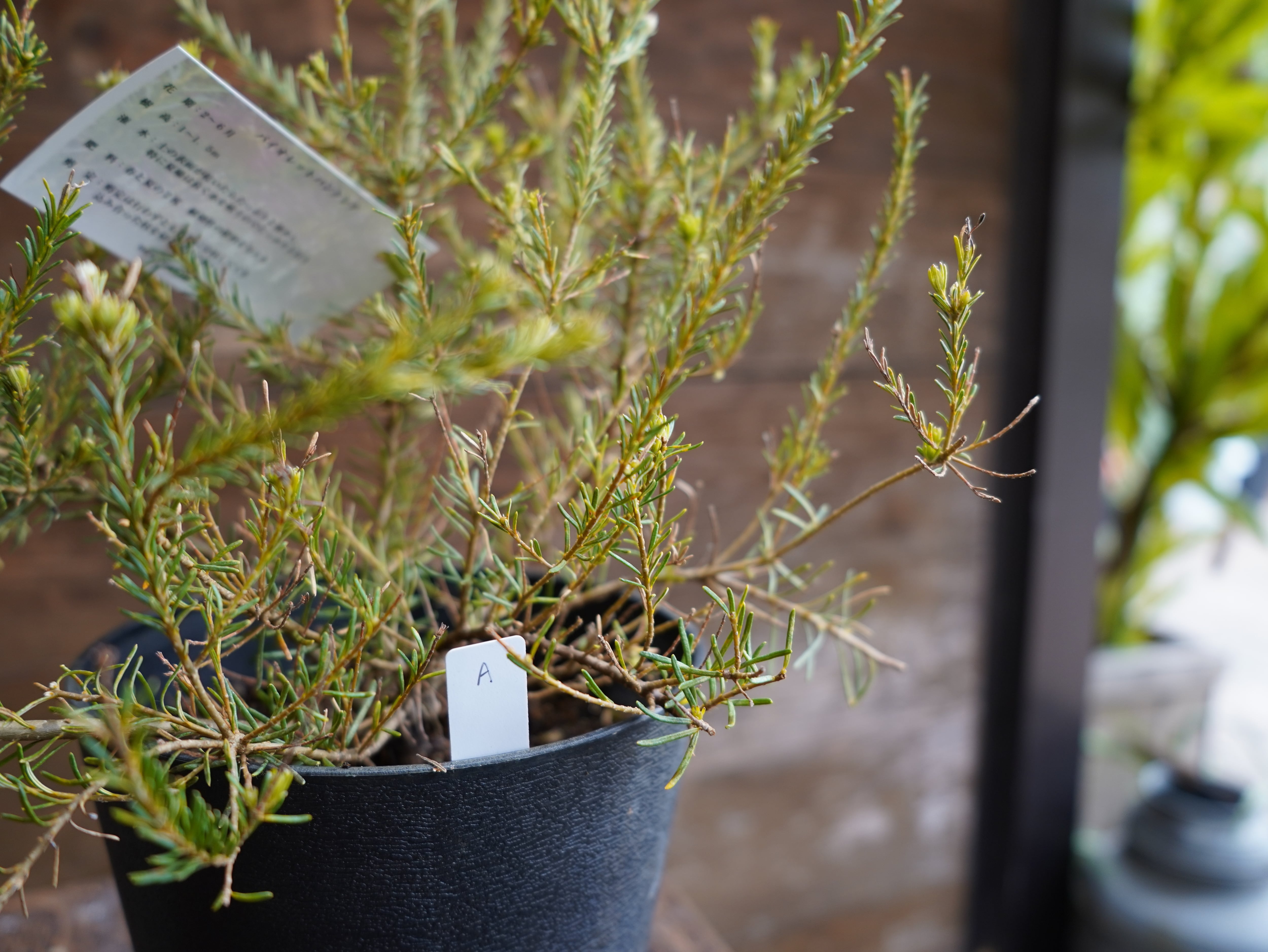 【現物】バンクシア　”ゼオラセア”　