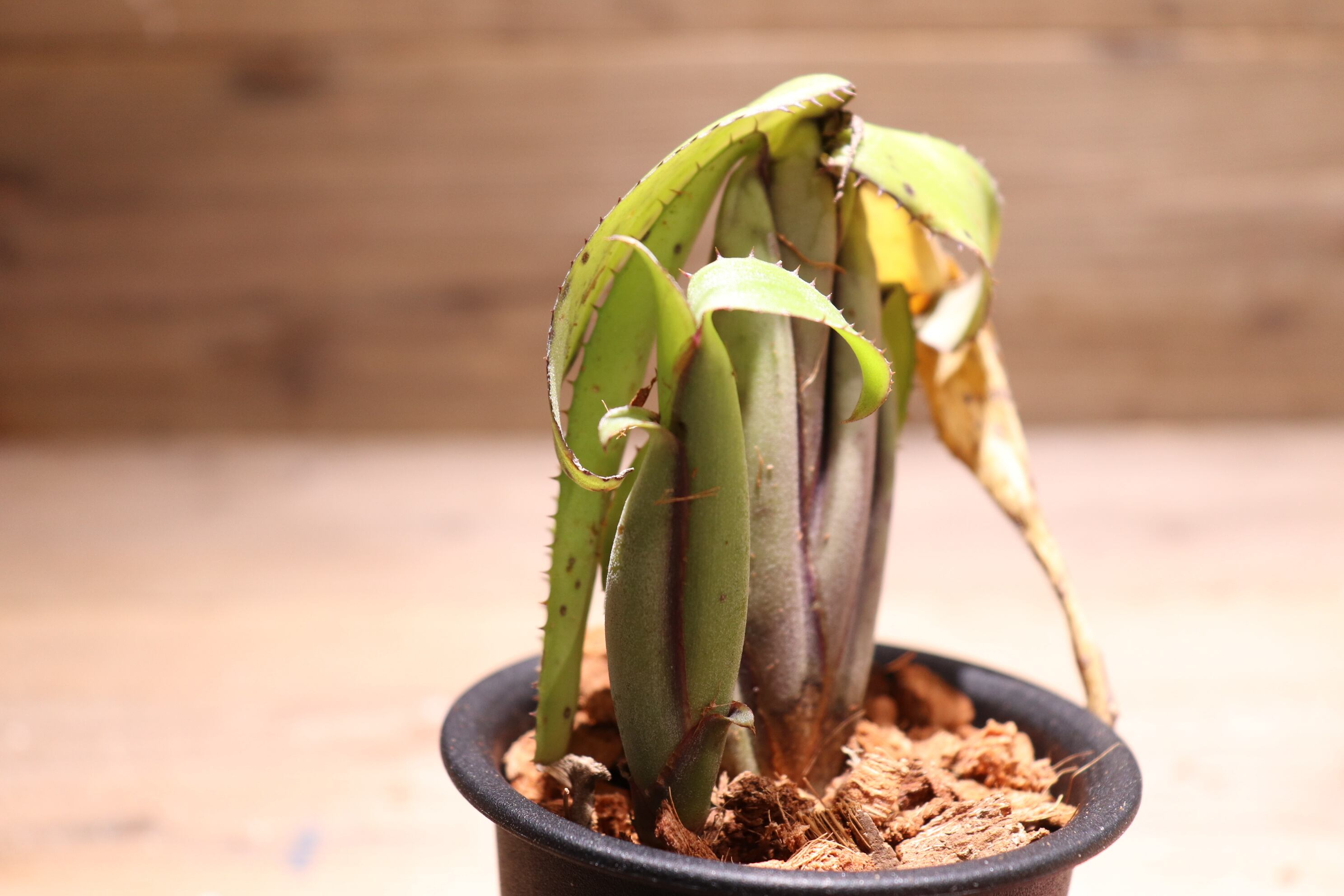 送料無料】Aechmea brevicollis〔エクメア〕現品発送A0046 | plane plants