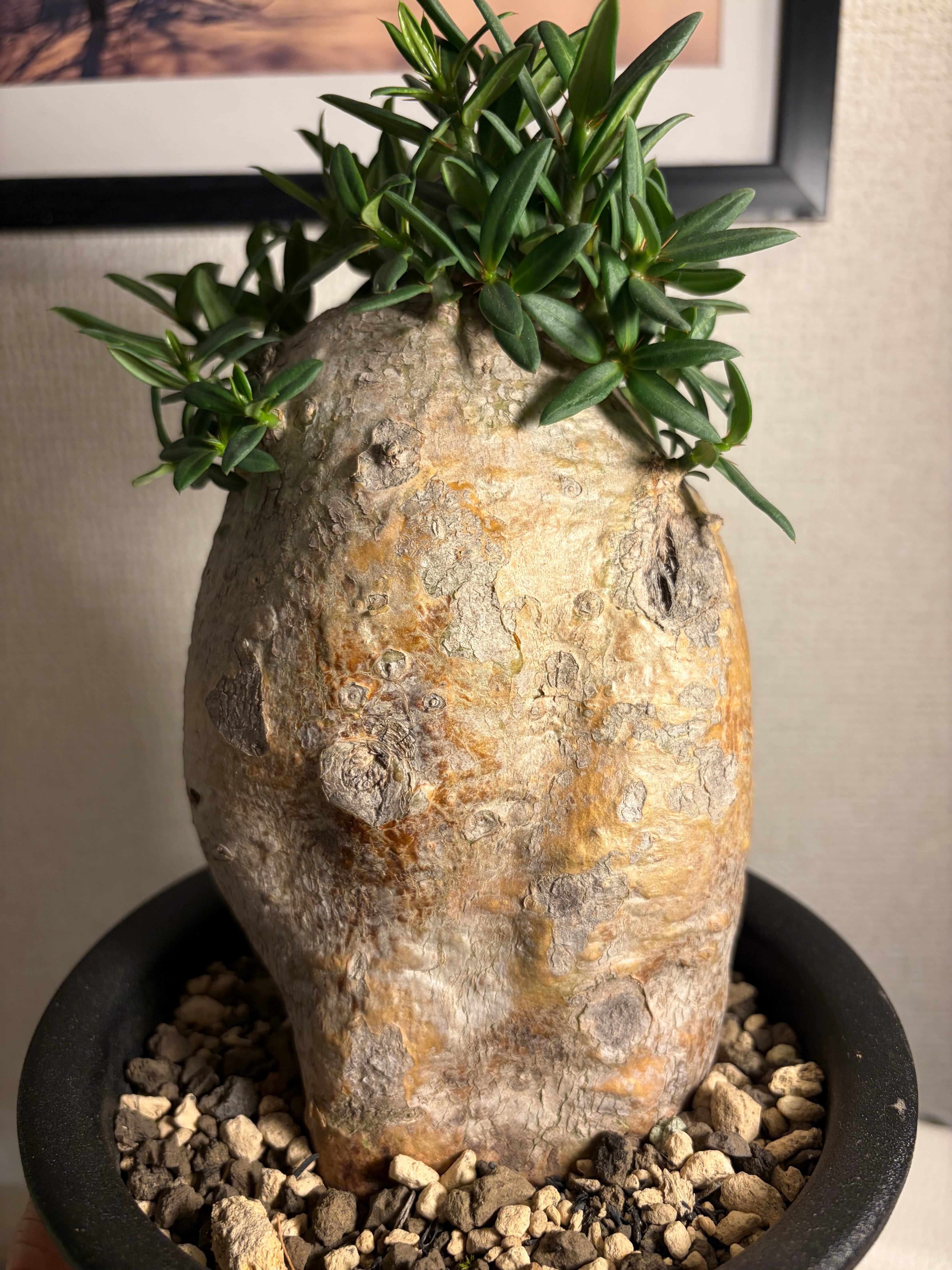 パキポディウム ビスピノーサム グラキリスと同属 塊根植物 クラビゲラ