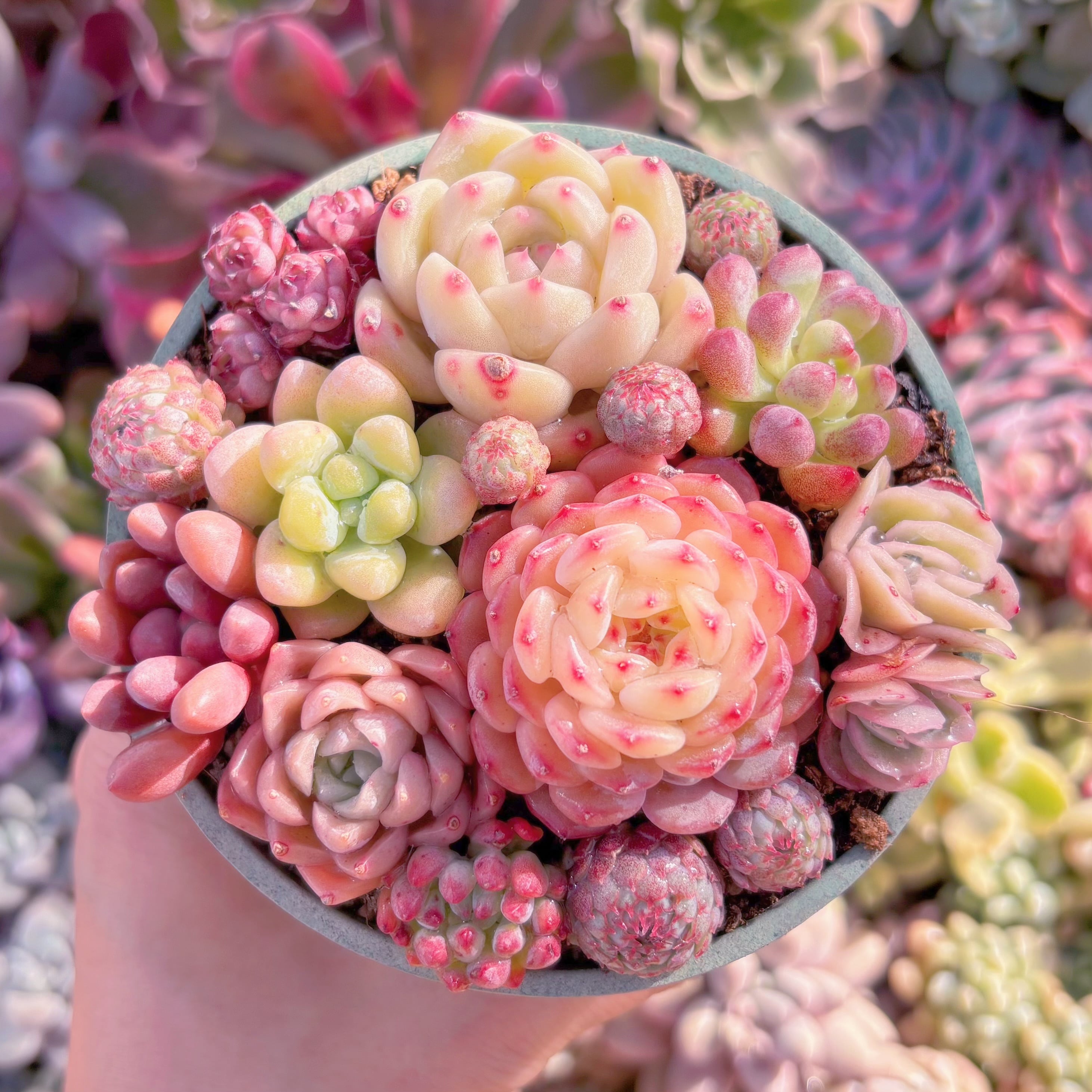 現品　寄せ植えセット#621　るる農園