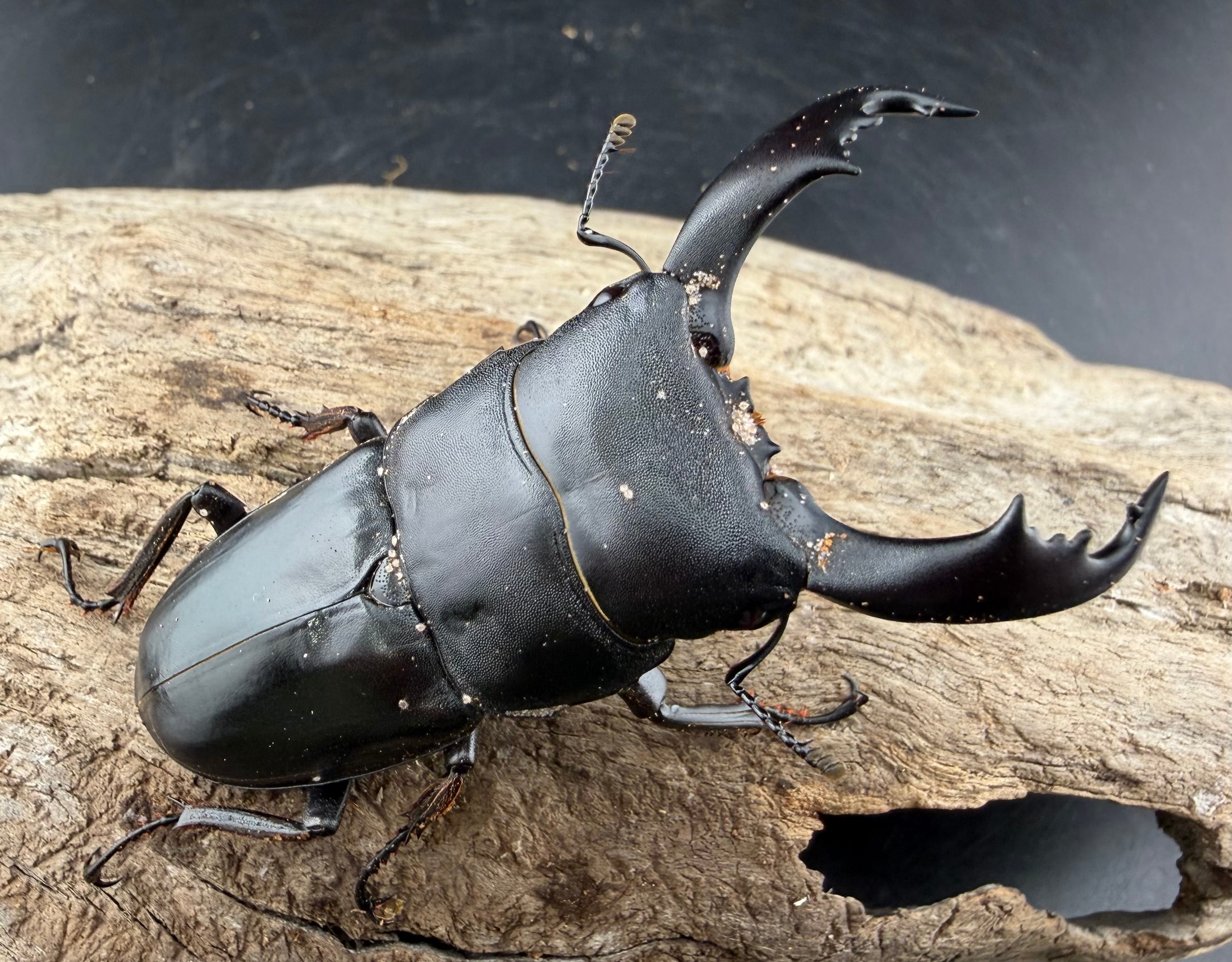 WF2】《カヤパヒラタクワガタ 69.5mm ペア》 | KPW公式オンラインショップ