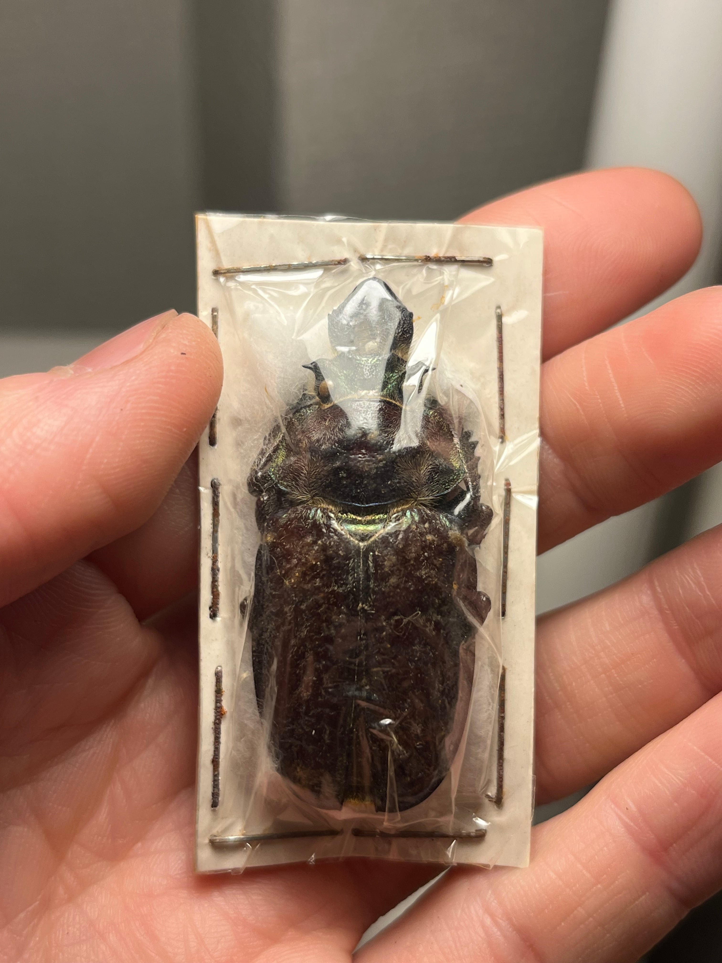 標本 | オモニキチュウ