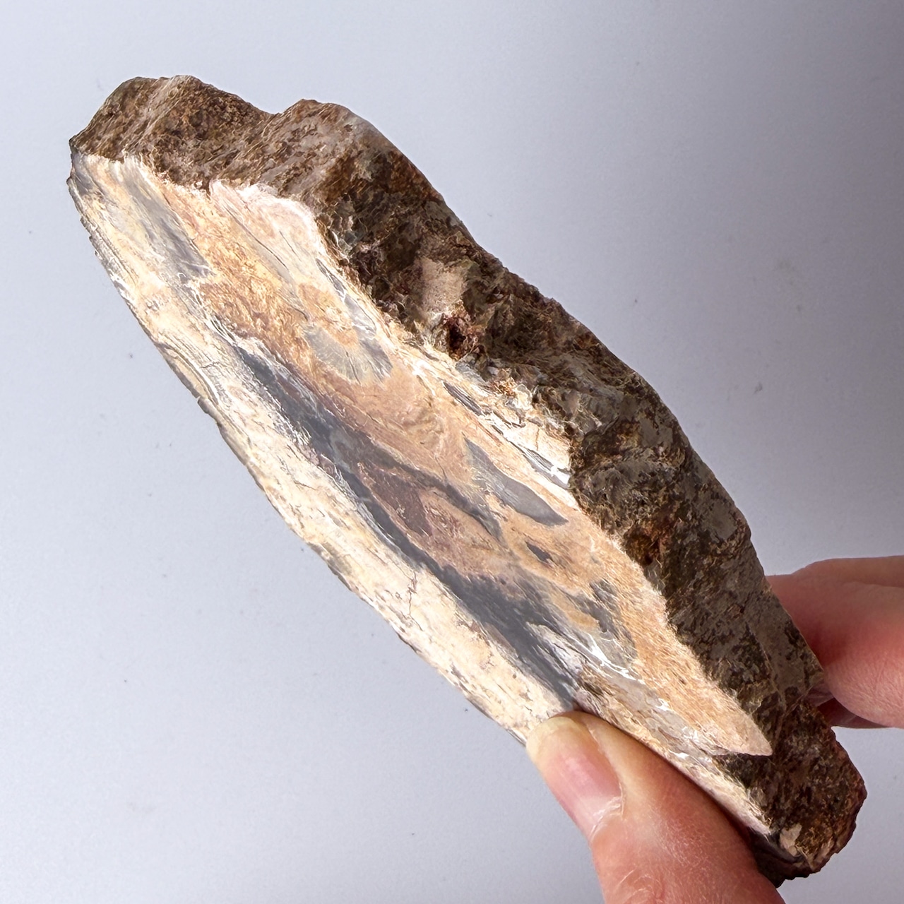 ペトリファイドウッド（珪化木）スラブ ＊ Petrified Wood ＊ 天然石