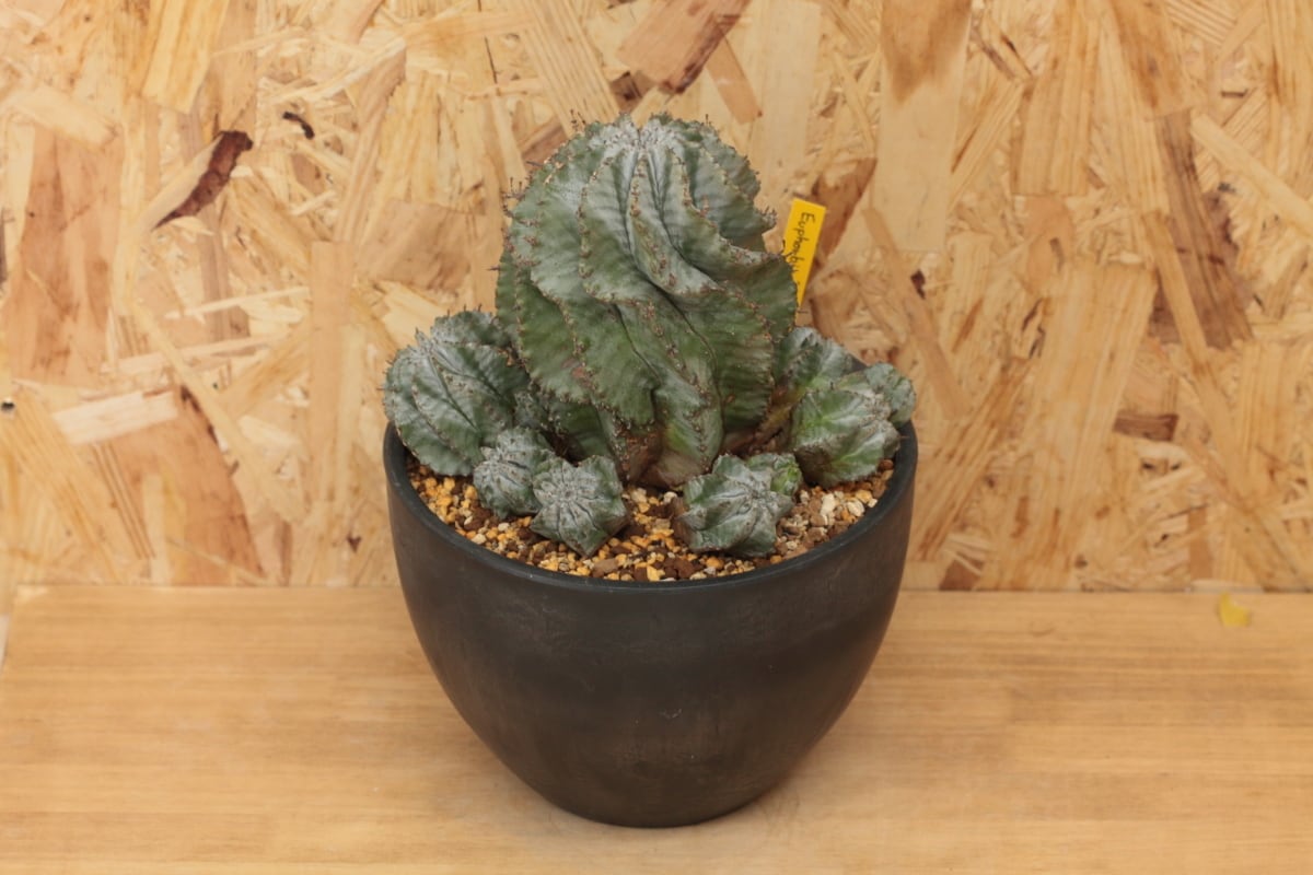 販売済み:オベサ 図鑑】【群生白衣ホリダ 】Euphorbia Horrid 販売済み:オベサ 図鑑】【群生白衣ホリダ 】Euphorbia Horrid