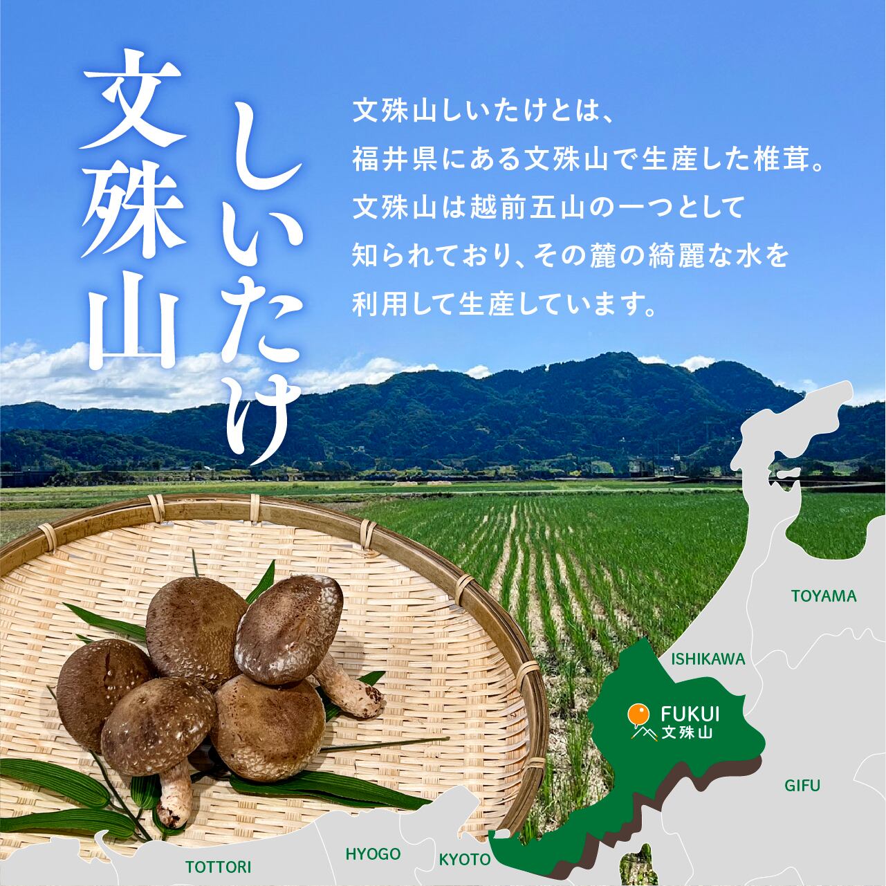 文殊山しいたけ（1kg） | まめたんショップ