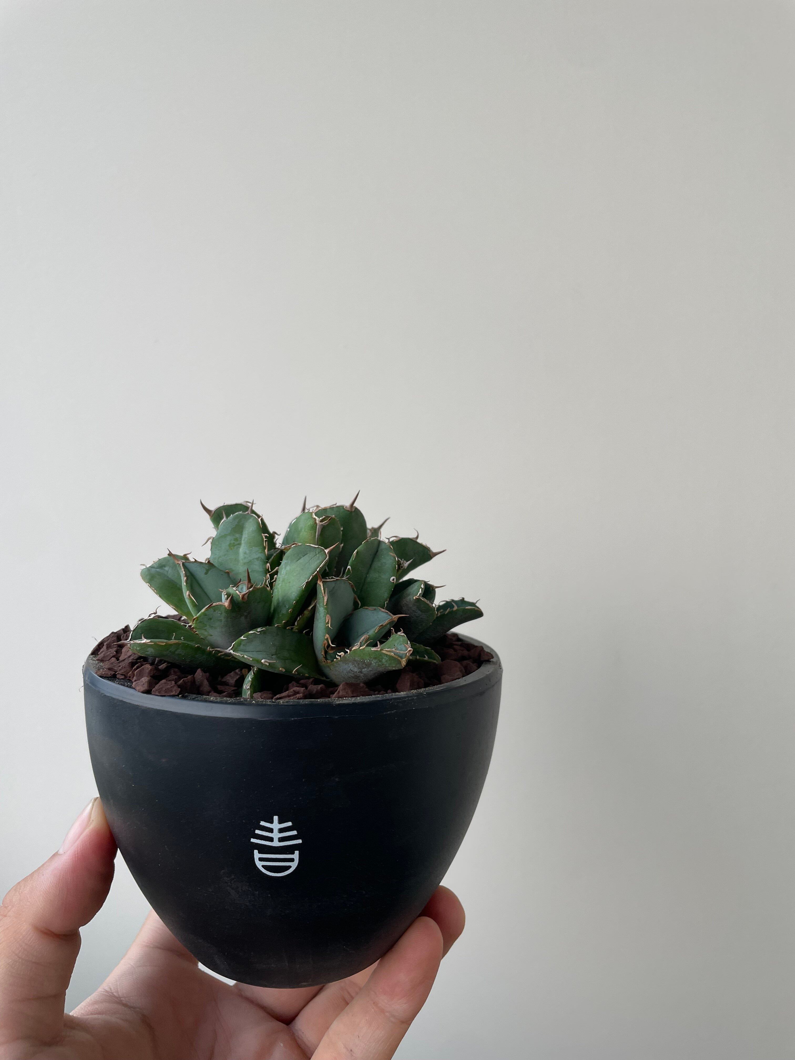 【子株付き】アガベ チタノタ　valiem鉢Lサイズ付き 子株付き】アガベ チタノタ valiem鉢Lサイズ付き 子株付き】アガベ