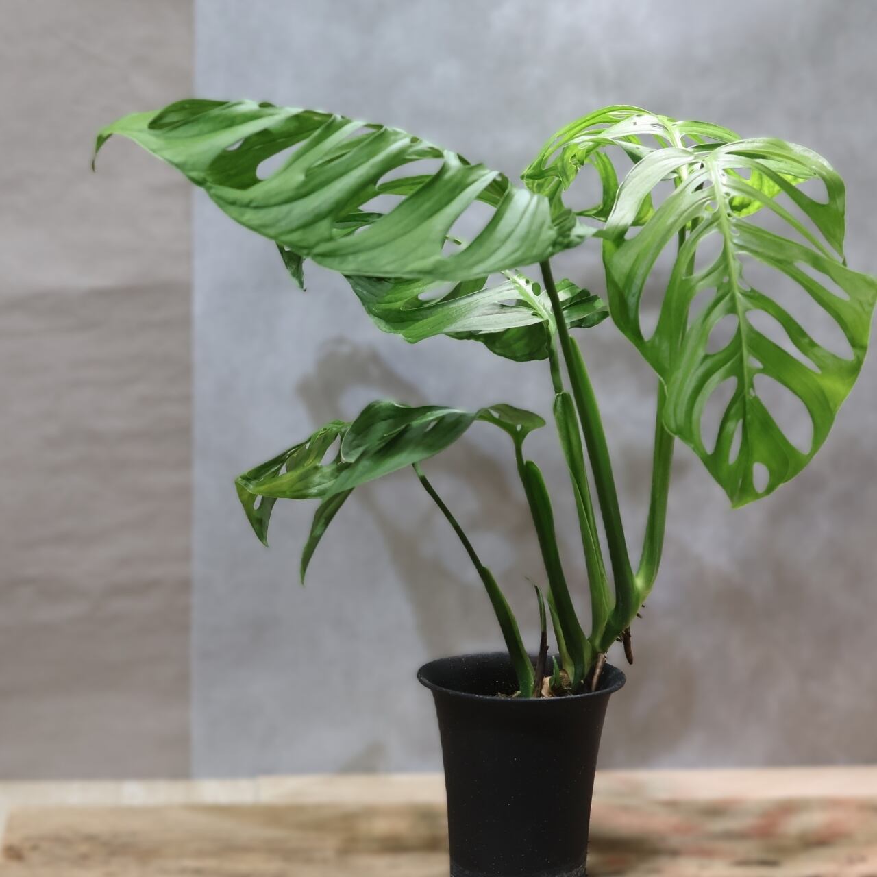 希少　モンステラ　エスケレート 楽天市場】希少！ モンステラ エスケレート 6号鉢 Monstera esqueleto