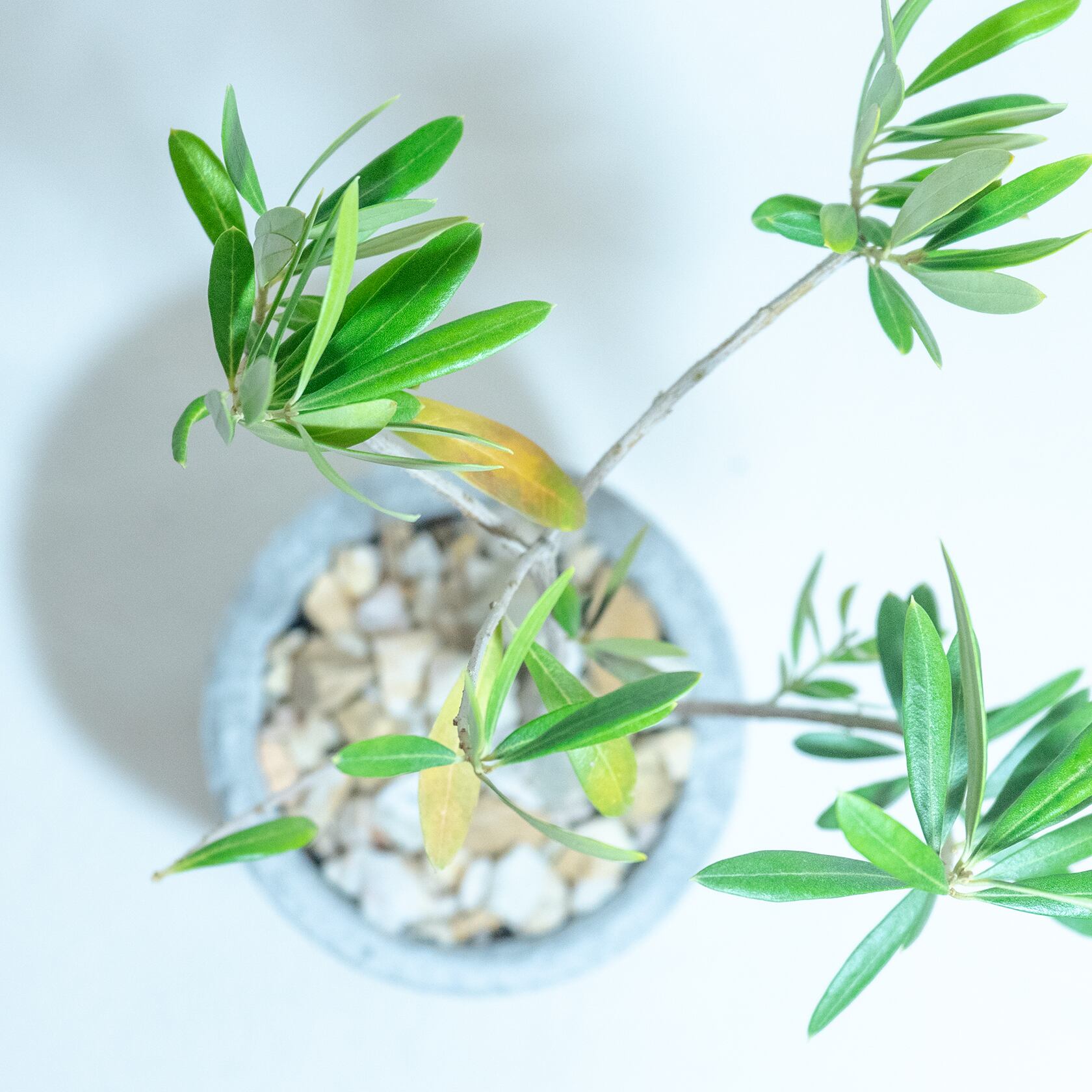＼送料無料／≪ 観葉植物 ≫お庭やベランダで育てるオリーブの鉢植え｜ざらっとした風合いの手づくりモルタル鉢