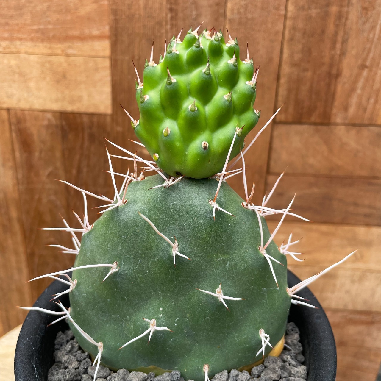 Opuntia sulphurea"Apache"【オプンティア・ サルフレア・アパッチ】