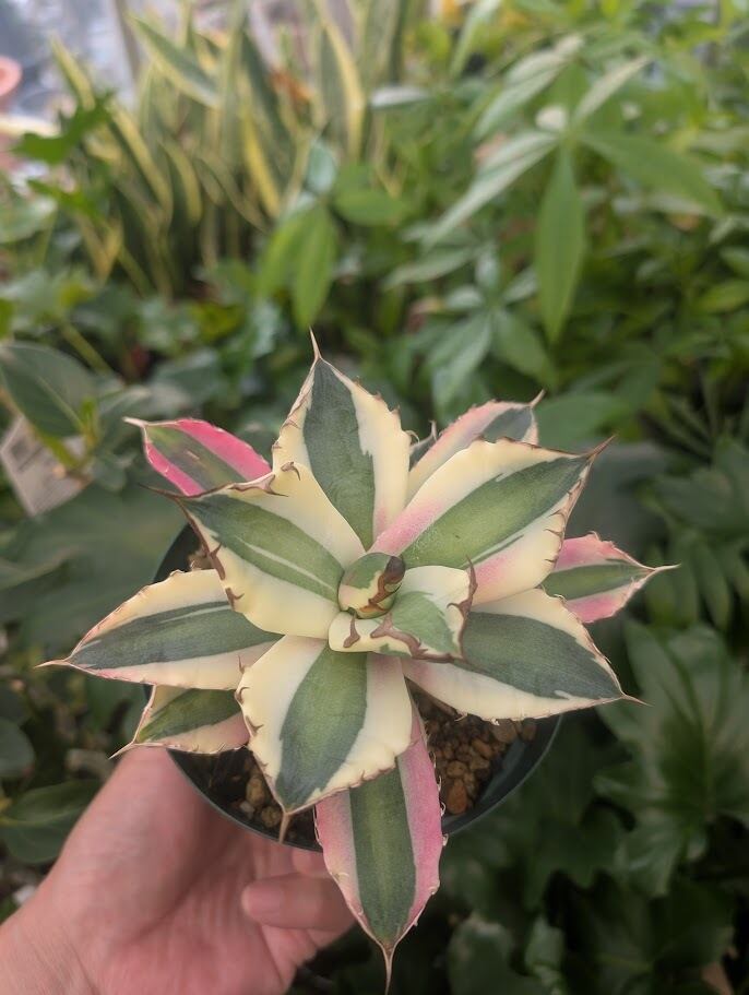 アガベ チタノタ スナグルトゥース ST22 | 多肉植物ハオルチア・アガベ