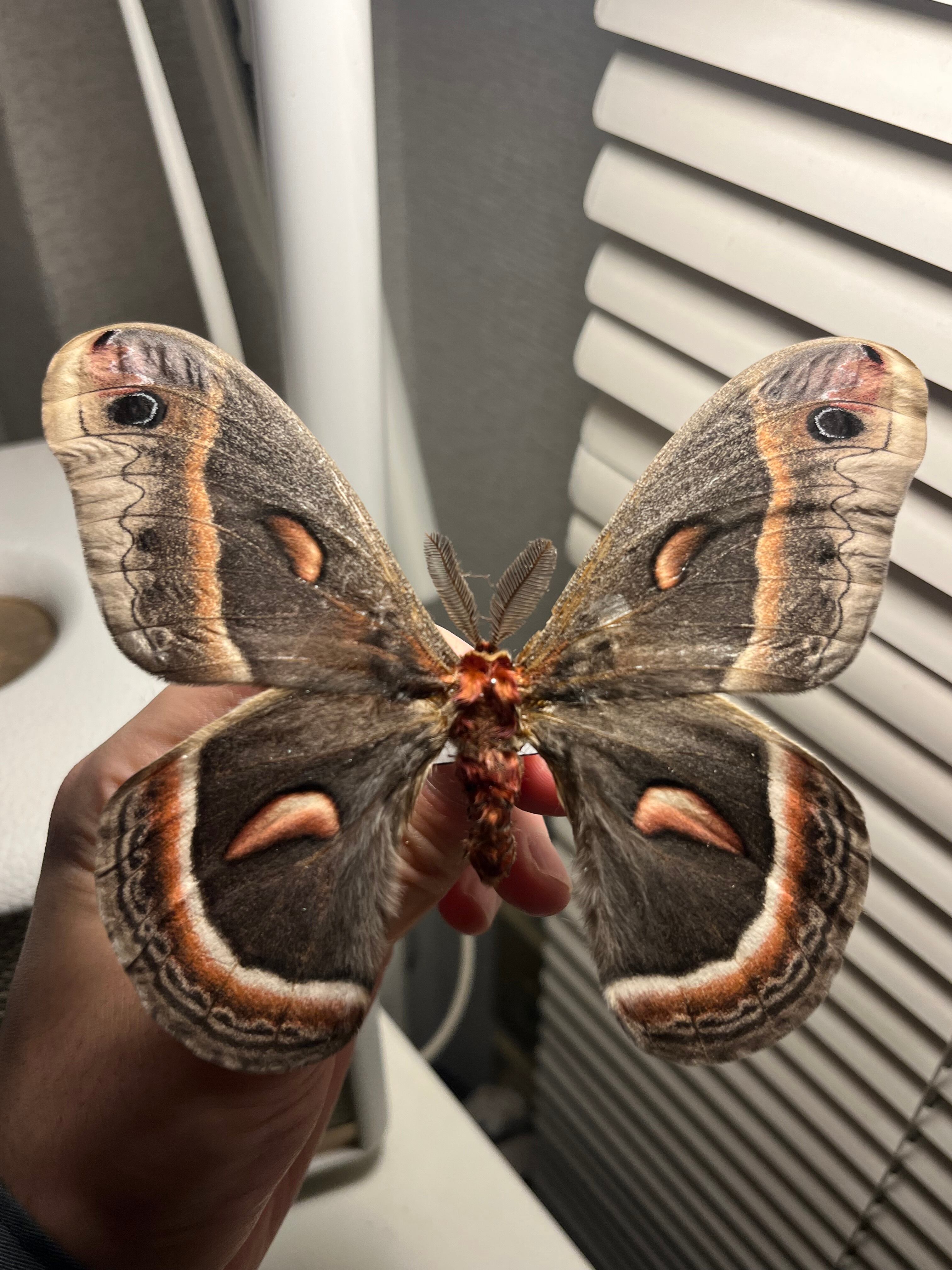 パルナシウス・ノミオン・コイワヤイ（1メス飼育品） 【外国産蝶標本