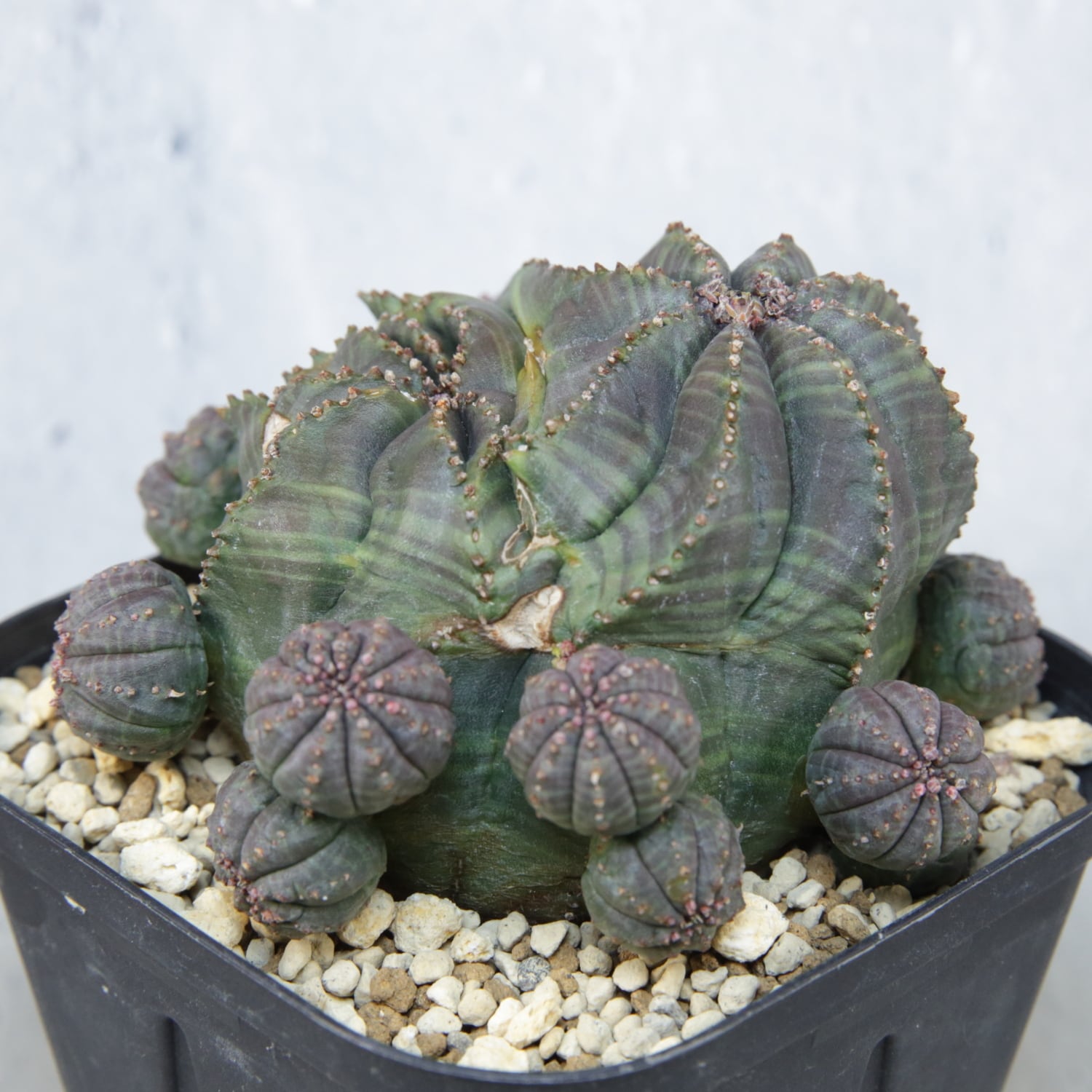 厳選株】最大幅約6.7cm 仔吹き 円扇石化 オベサ / ユーフォルビア