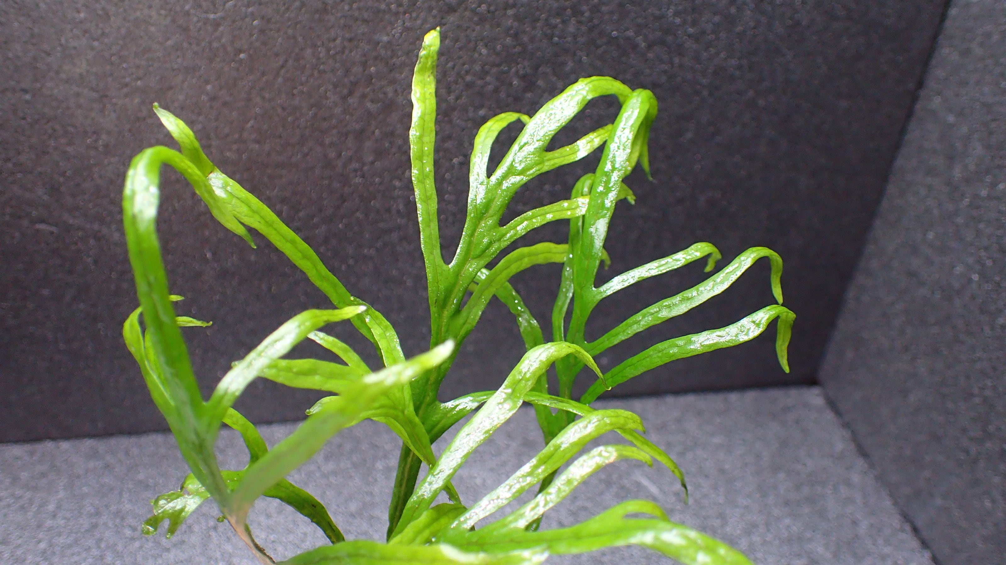 Bucephalandra sp Red Mini Phantom 1株 | 熱帯植物 水草