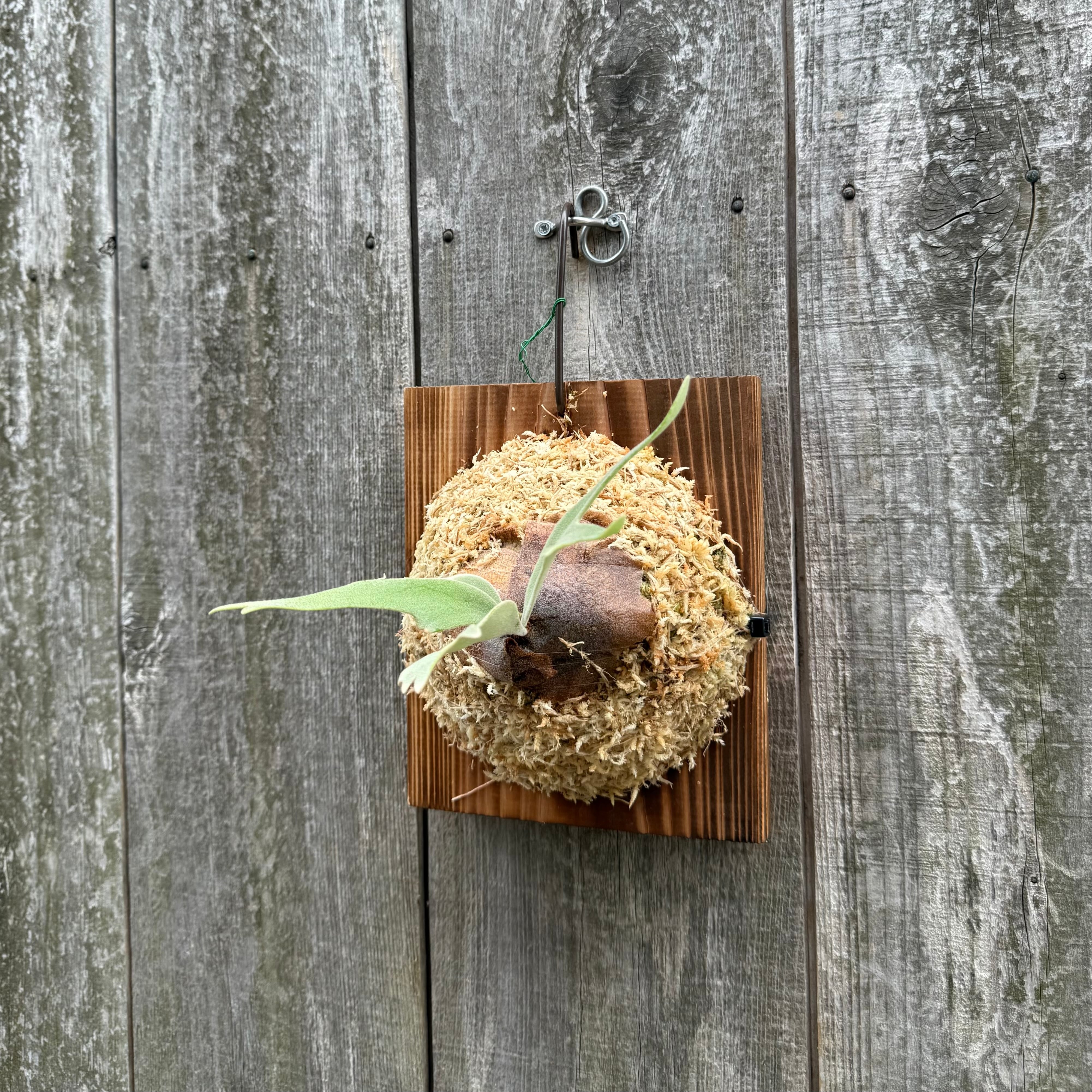 P. willinckii cv. Sombrero (pup) ビカクシダ P. willinckii cv. Sombrero (pup) | naturefix