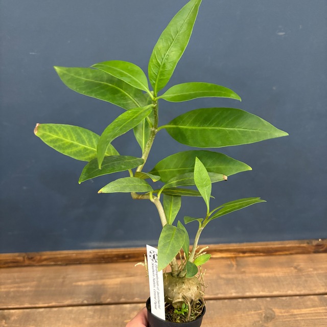 Hydnophytum cf. lauterbachii Siuthern Nabire, Central Papua【119】