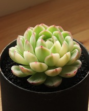 カット苗 ストロベリーアイス陰陽錦 Echeveria 'Strawberry Ice' Yin Yang Variegated