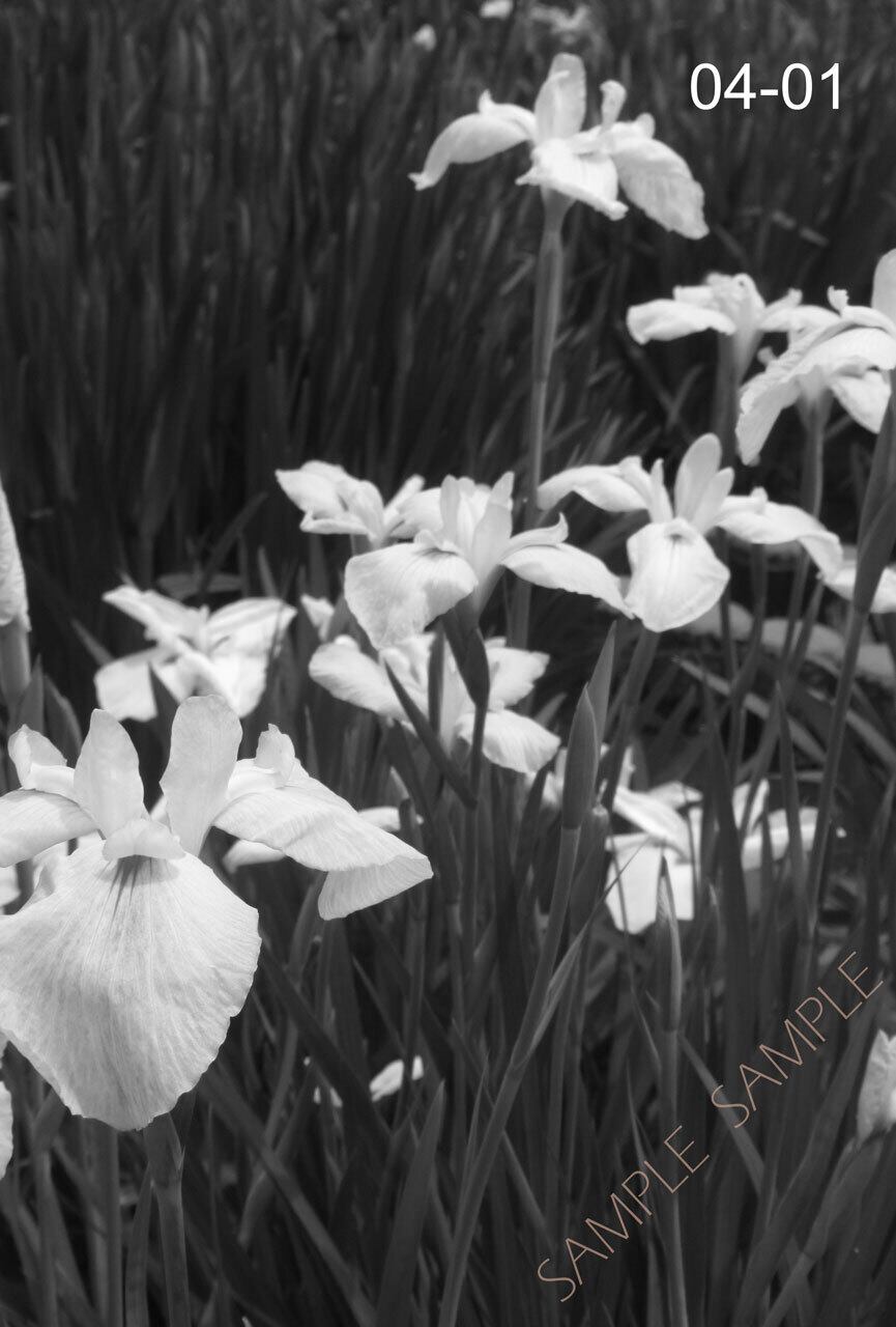 シリーズ 墨東歳時記4 〜向島・浅草〜 <フォトカード・10枚セット>