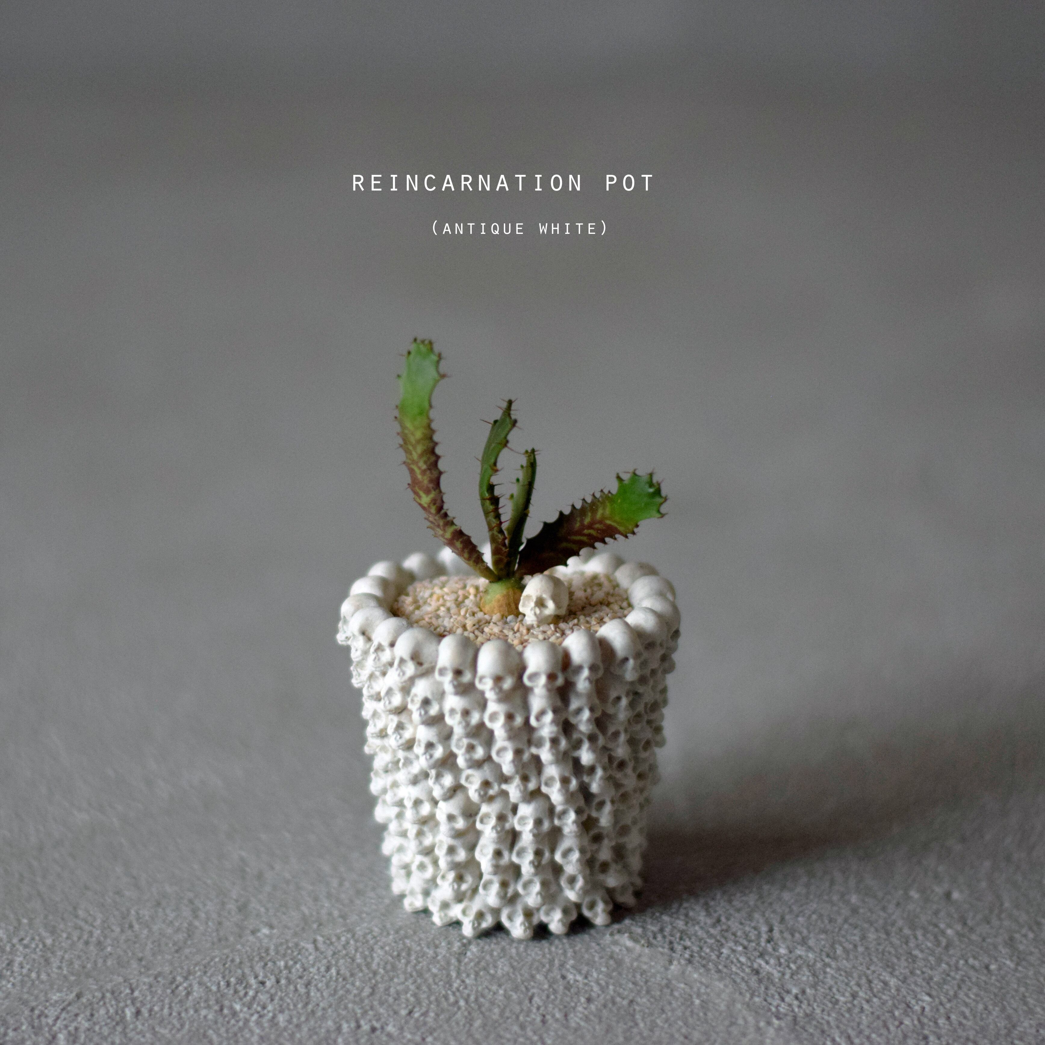 透明サボテン 006 | Sabotensi