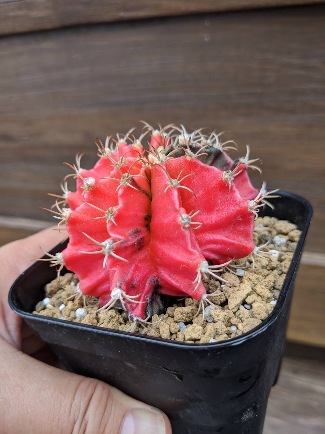 Gymnocalycium mihanovichii 緋牡丹錦 サボテン | plants MARU