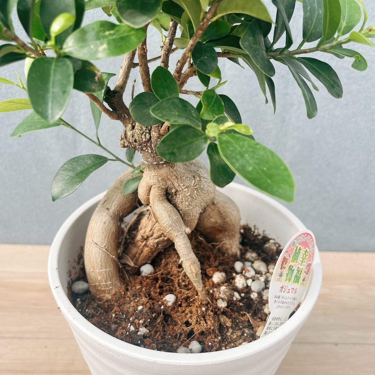 現品］95番 ガジュマル 接木 観葉植物 室内 ニンジンガジュマル ゴムの