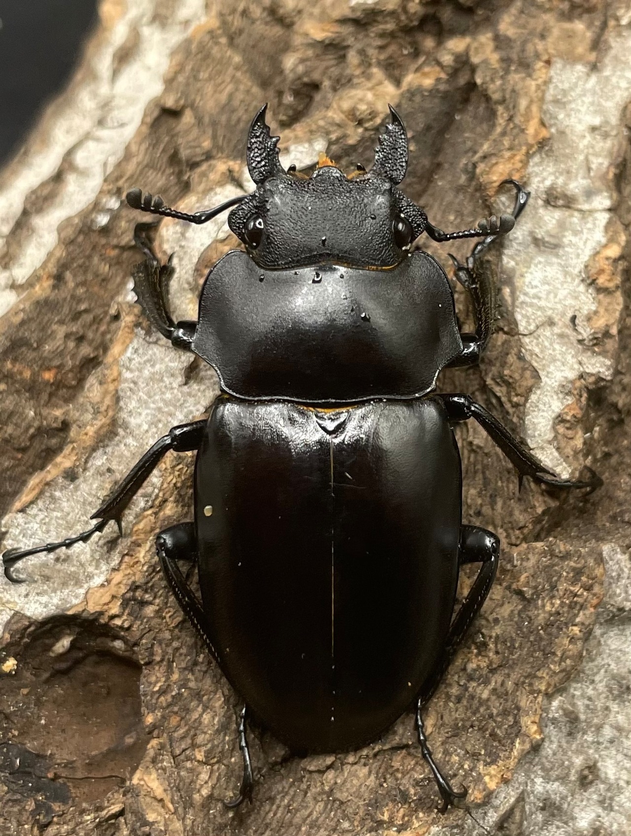 【WD】《アルケスツヤクワガタ ♀単》