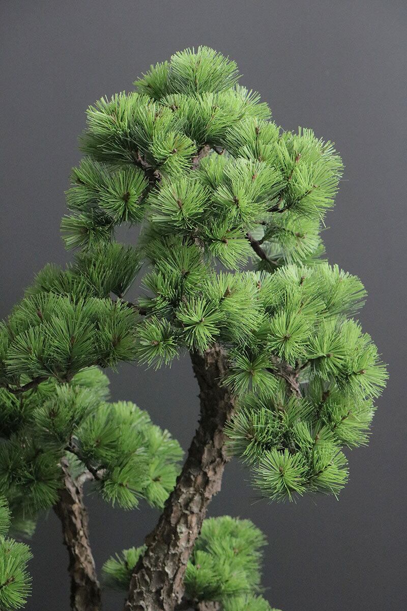 盆栽 松 Pinetree Bonsai #156 | Oh! BONSAI