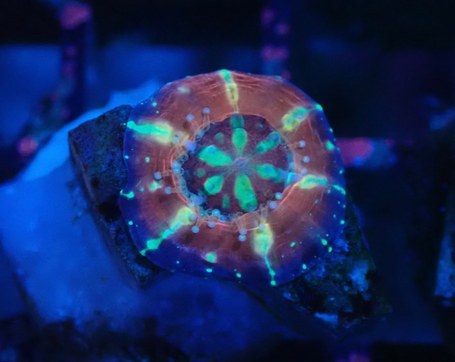 Scolymia Baby "MixedPattern" 3