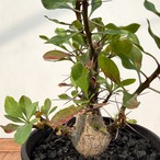 Fouquieria fasciculata【フォークイエリア・ファシクラータ・実生】