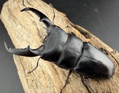 【WD】《ベトナムヒラタ ラオス産 76mm ペア》