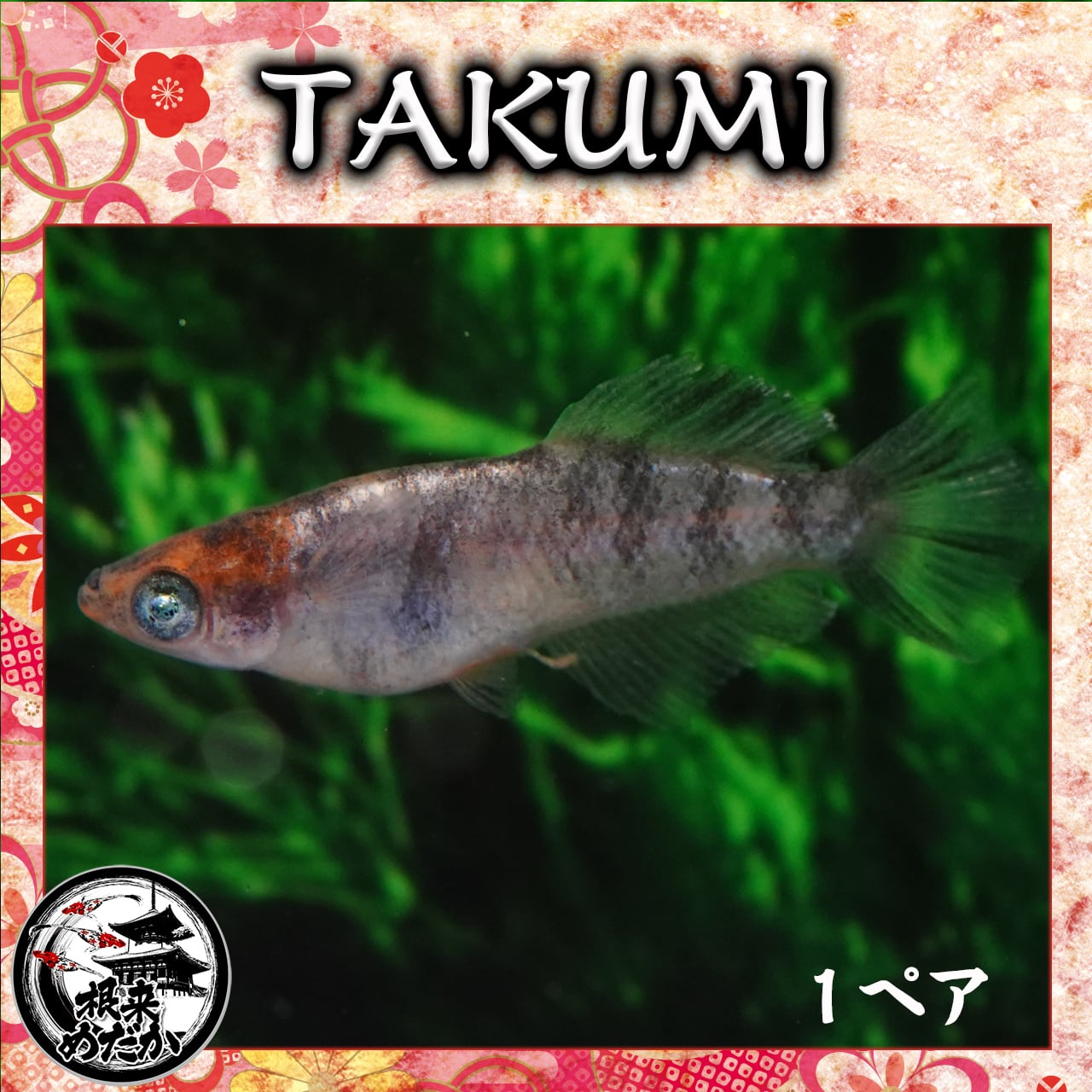 【1ペア】TAKUMI 　夢中めだか様直系