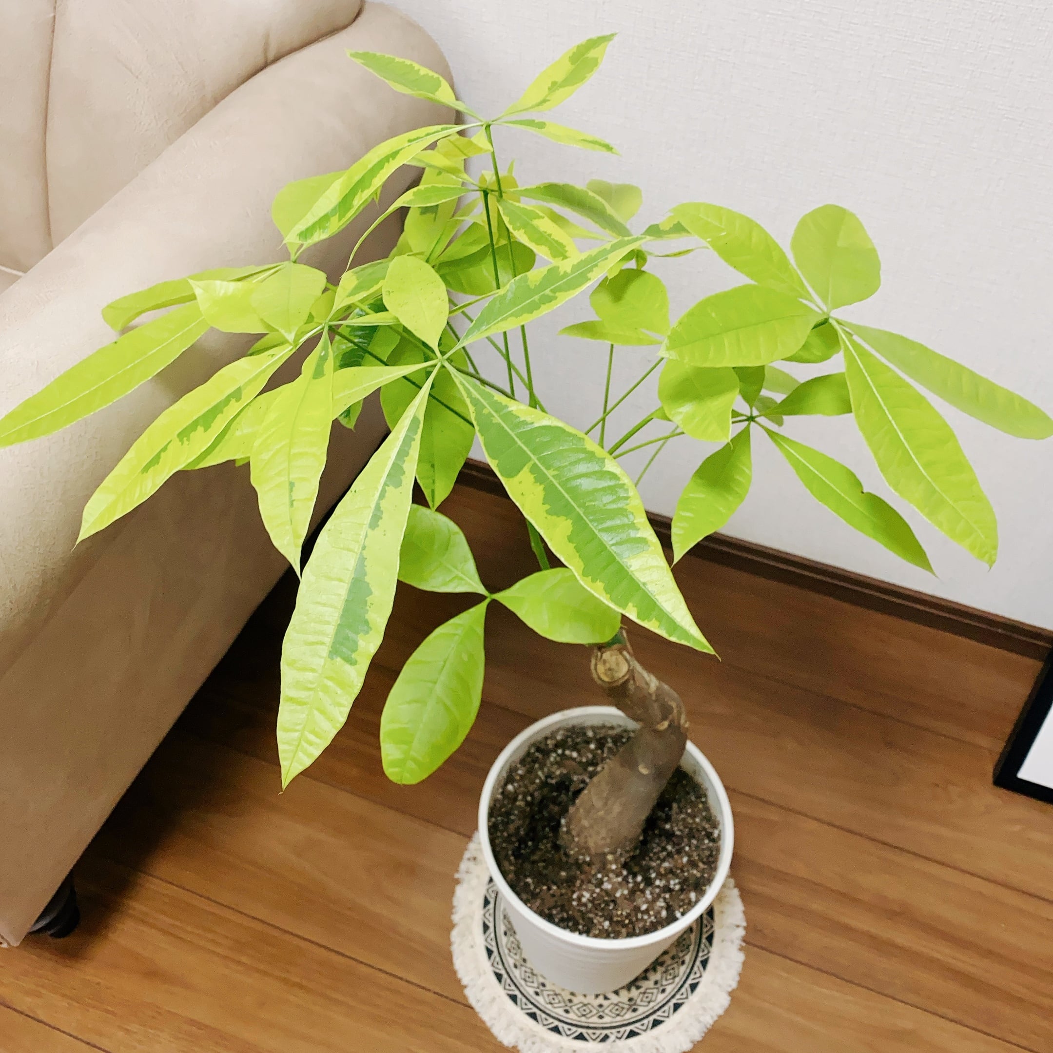 希少品種‼️②パキラムーンライト！斑入り‼️観葉植物！高さ98◎！接木-