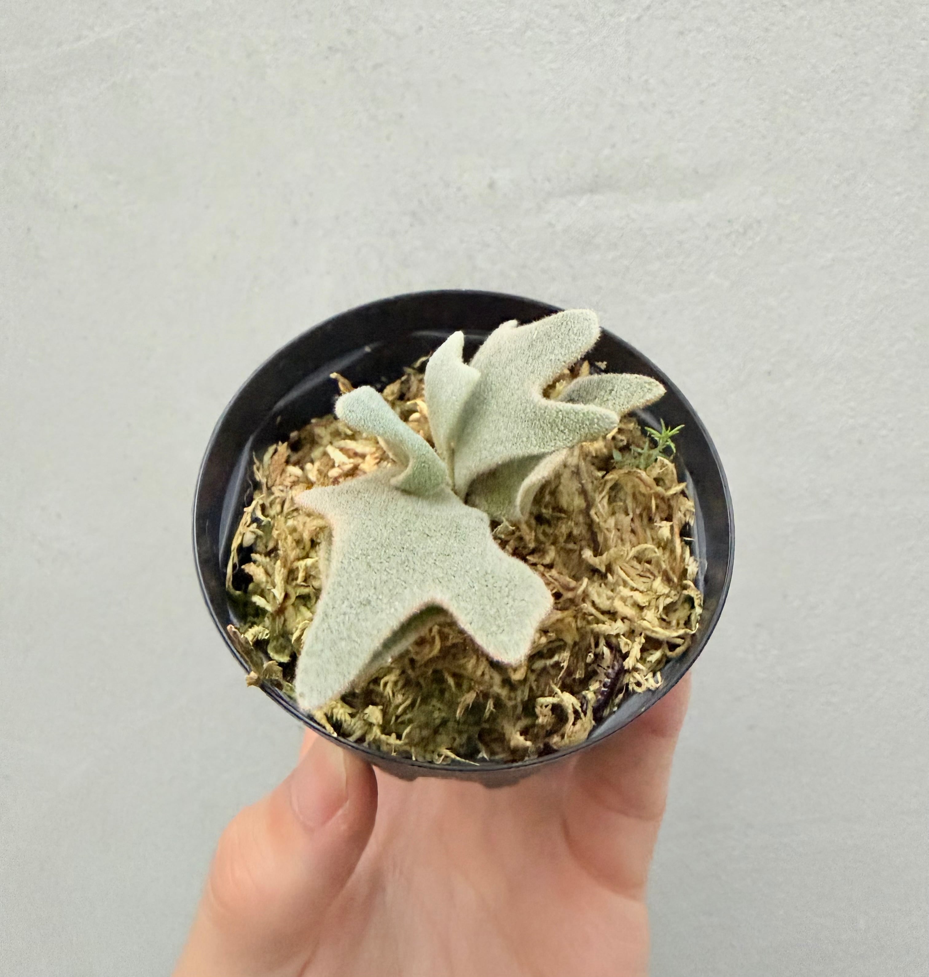 c) P. willinckii 'Frosty Maiden' spore grown ②ビカクシダ