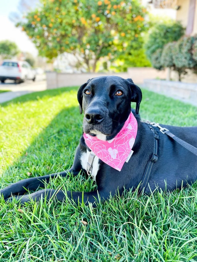 【PORTS+PAWS】Quick Dry Bandana ANTHURIUM PINK