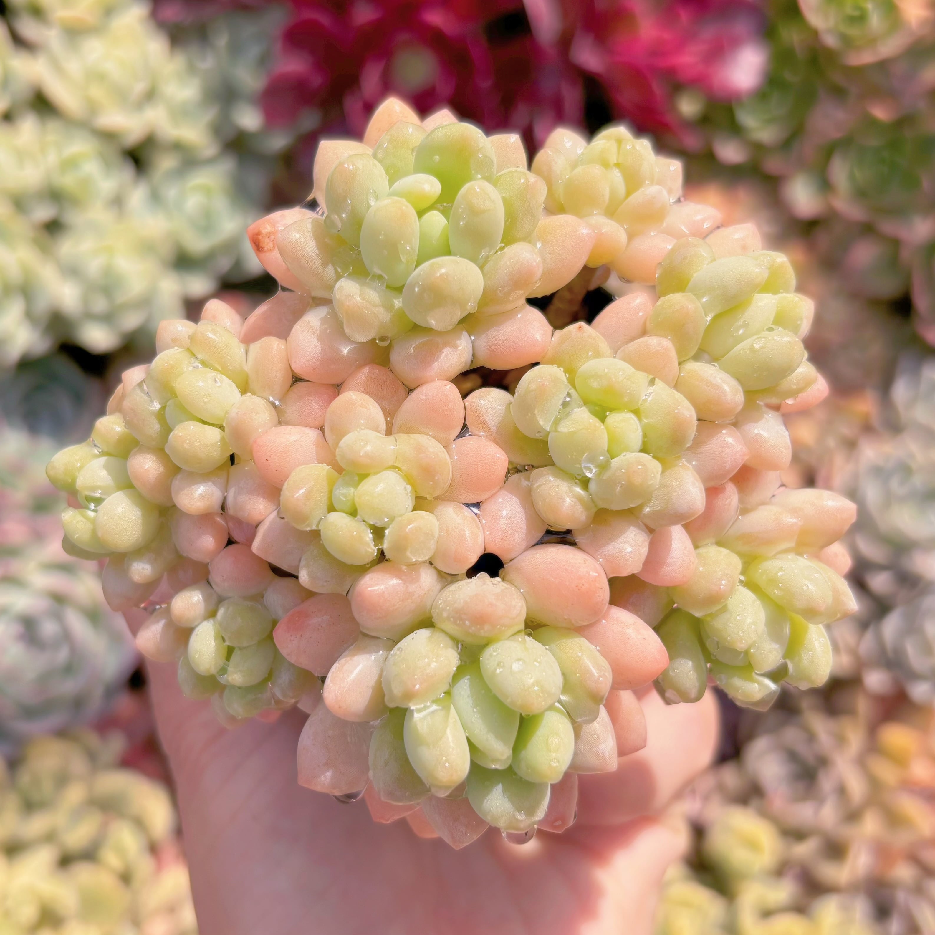 現品　Daphne x ロココ#B70　群生　るる農園